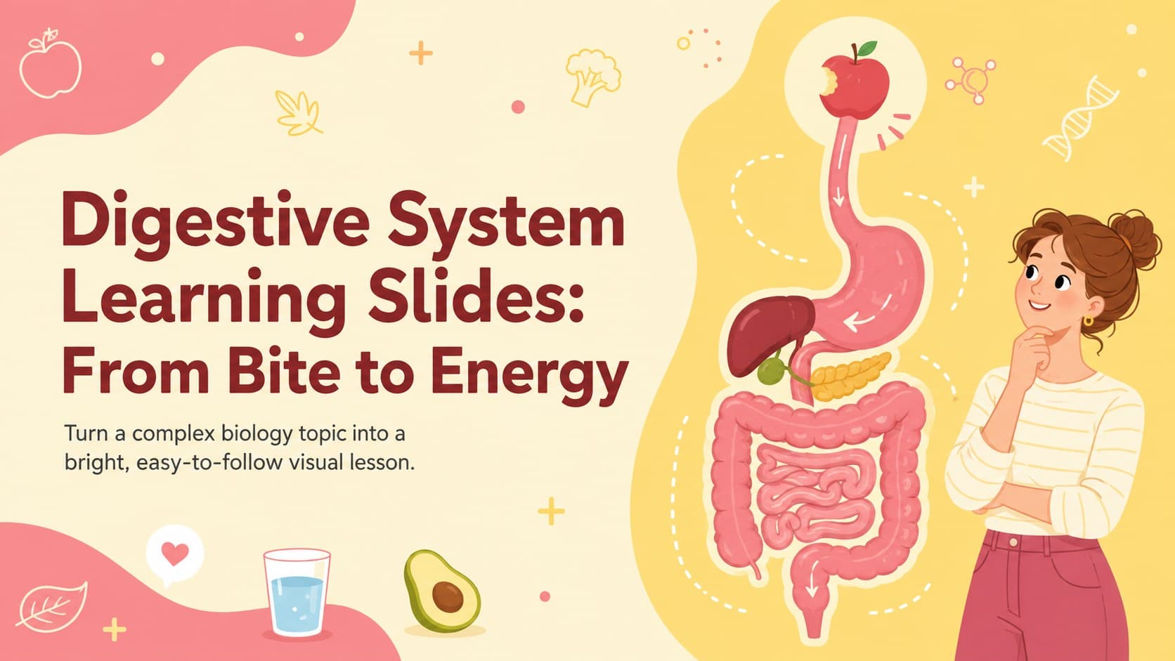 Cover of Digestive System Learning Slides with a colorful illustrated digestive tract in yellow and pink.