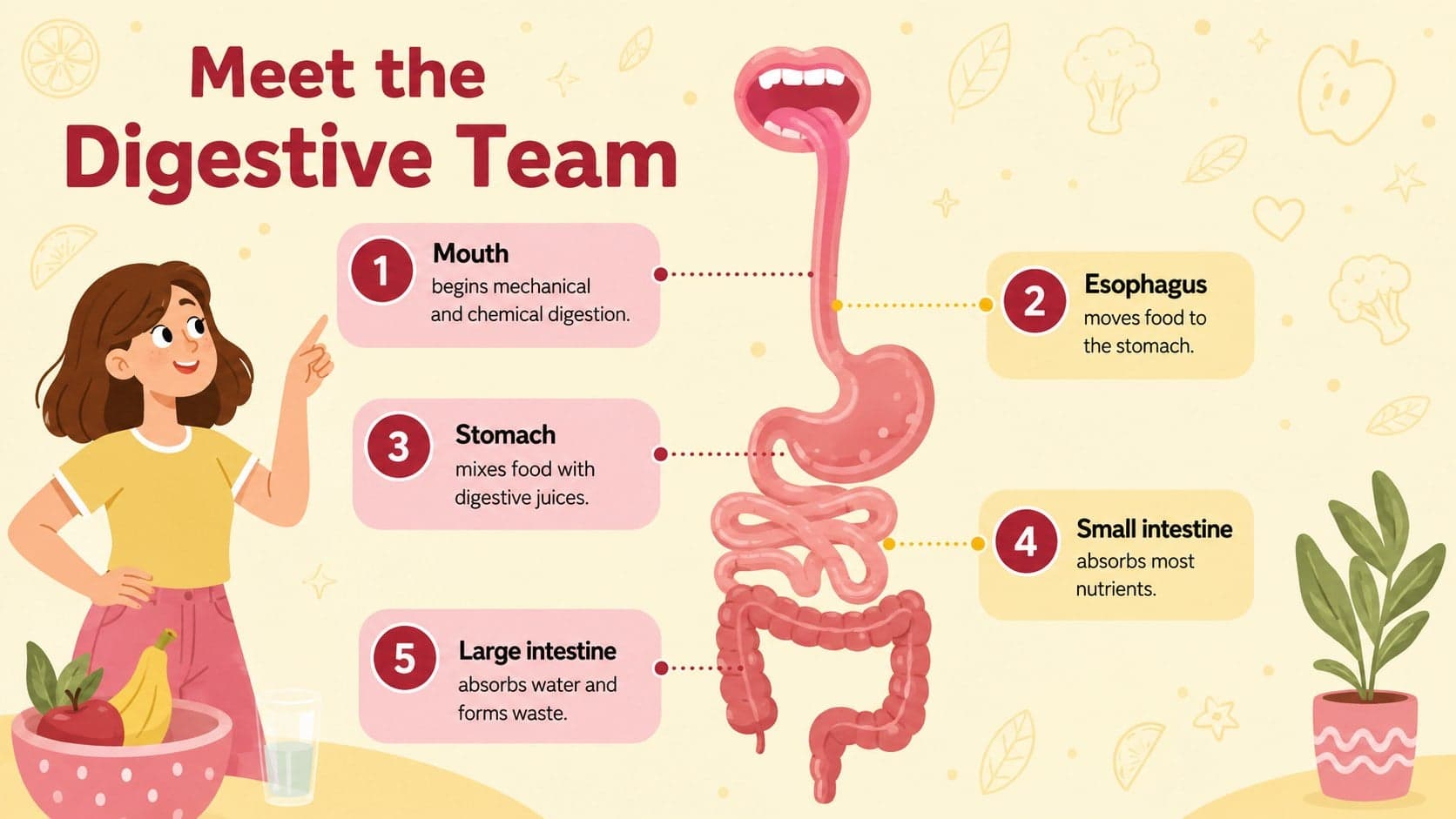 Digestive system lesson presentation showing the main organs and their functions in a labeled pathway.