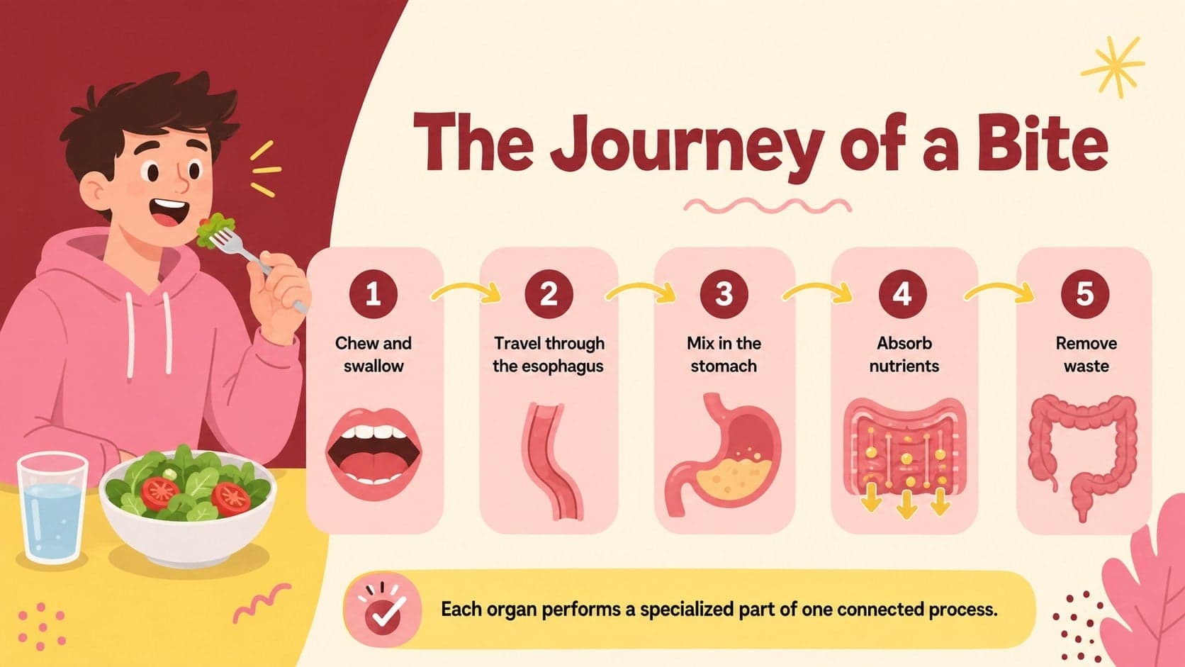Editable digestive tract diagram arranged as a five-stage flowchart from eating to waste removal.