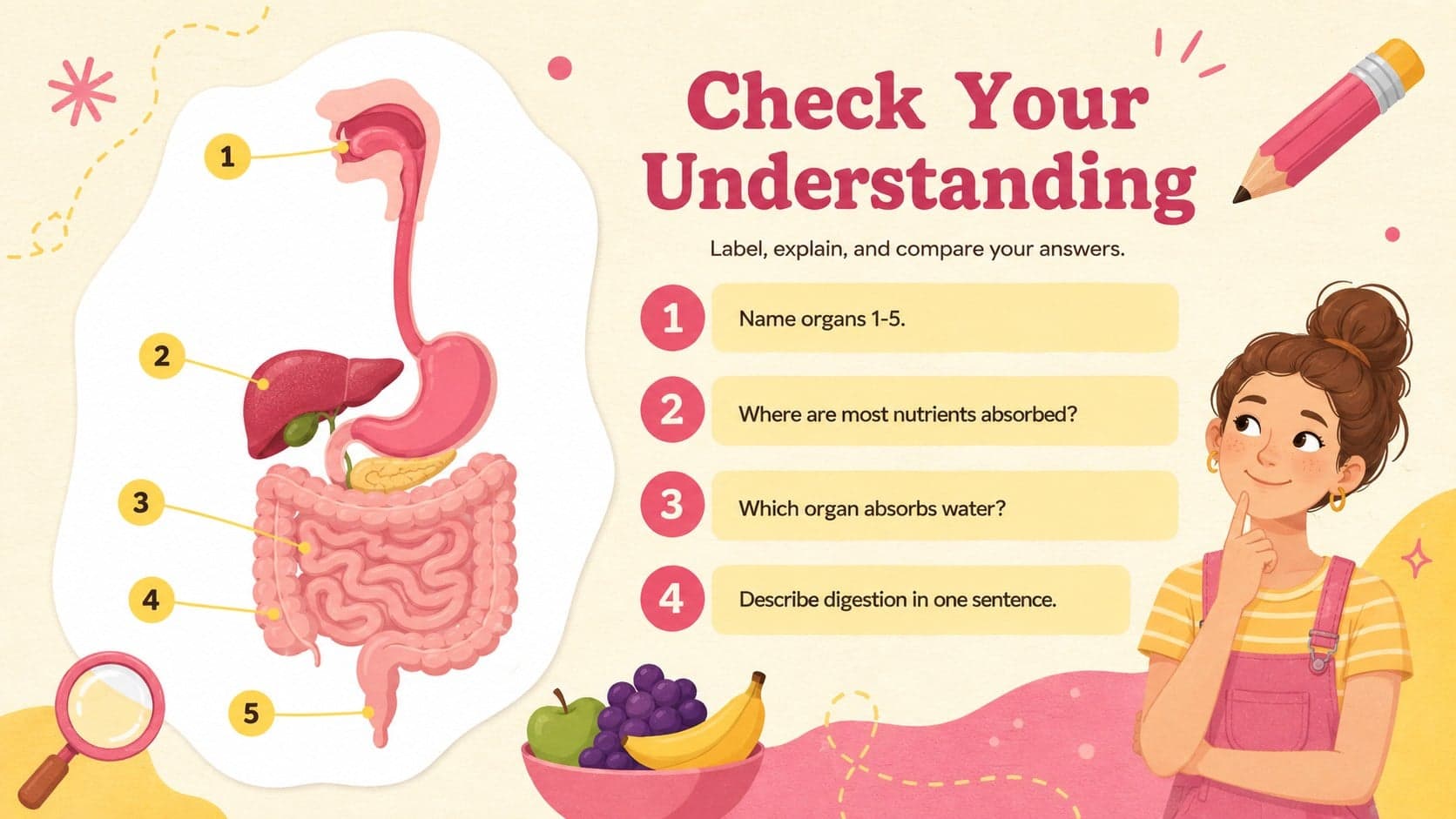 Biology organ labeling activity with numbered digestive organs and classroom review questions.