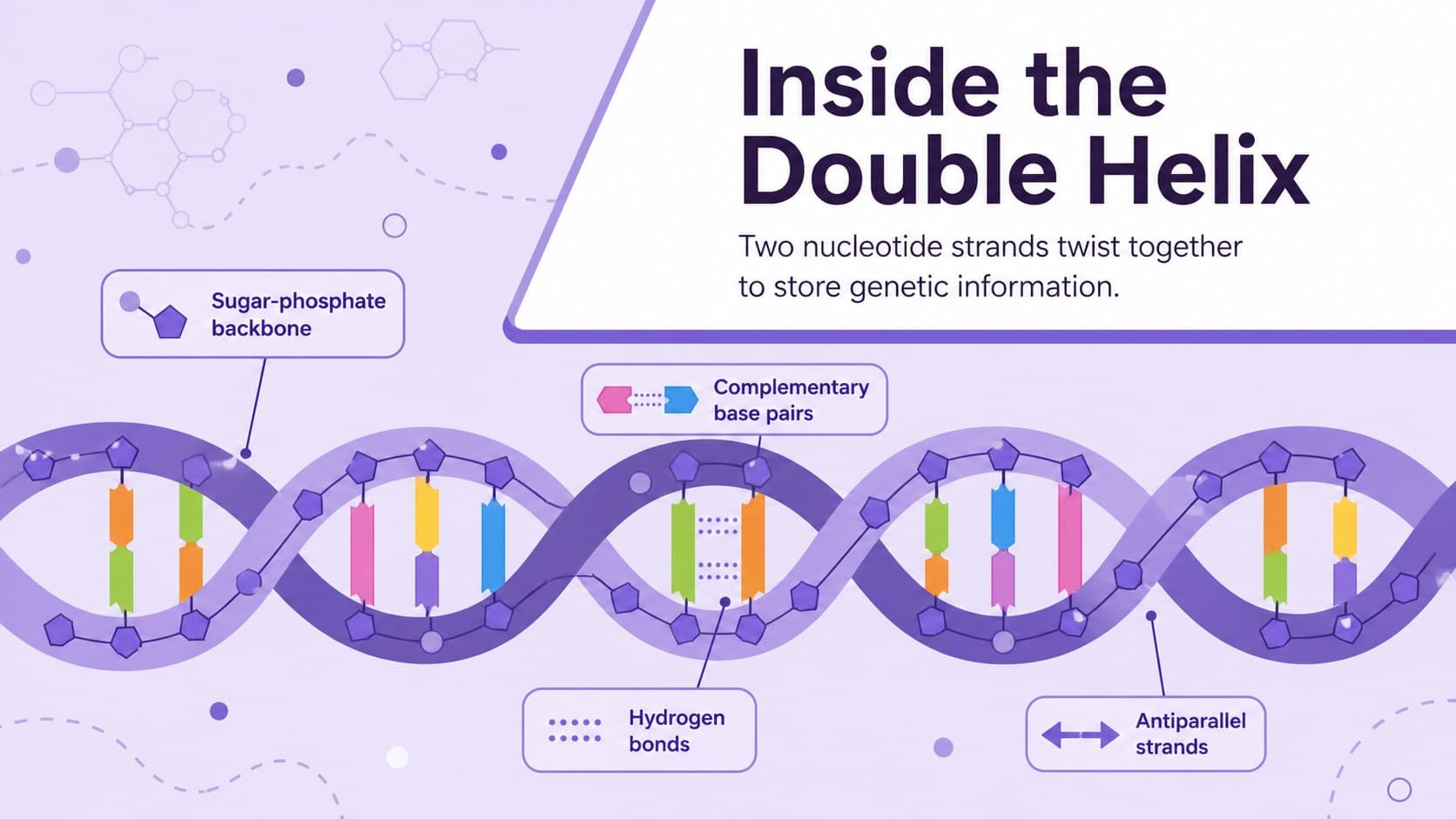 Editable DNA double helix diagram identifying sugar-phosphate backbones, base pairs, and hydrogen bonds.