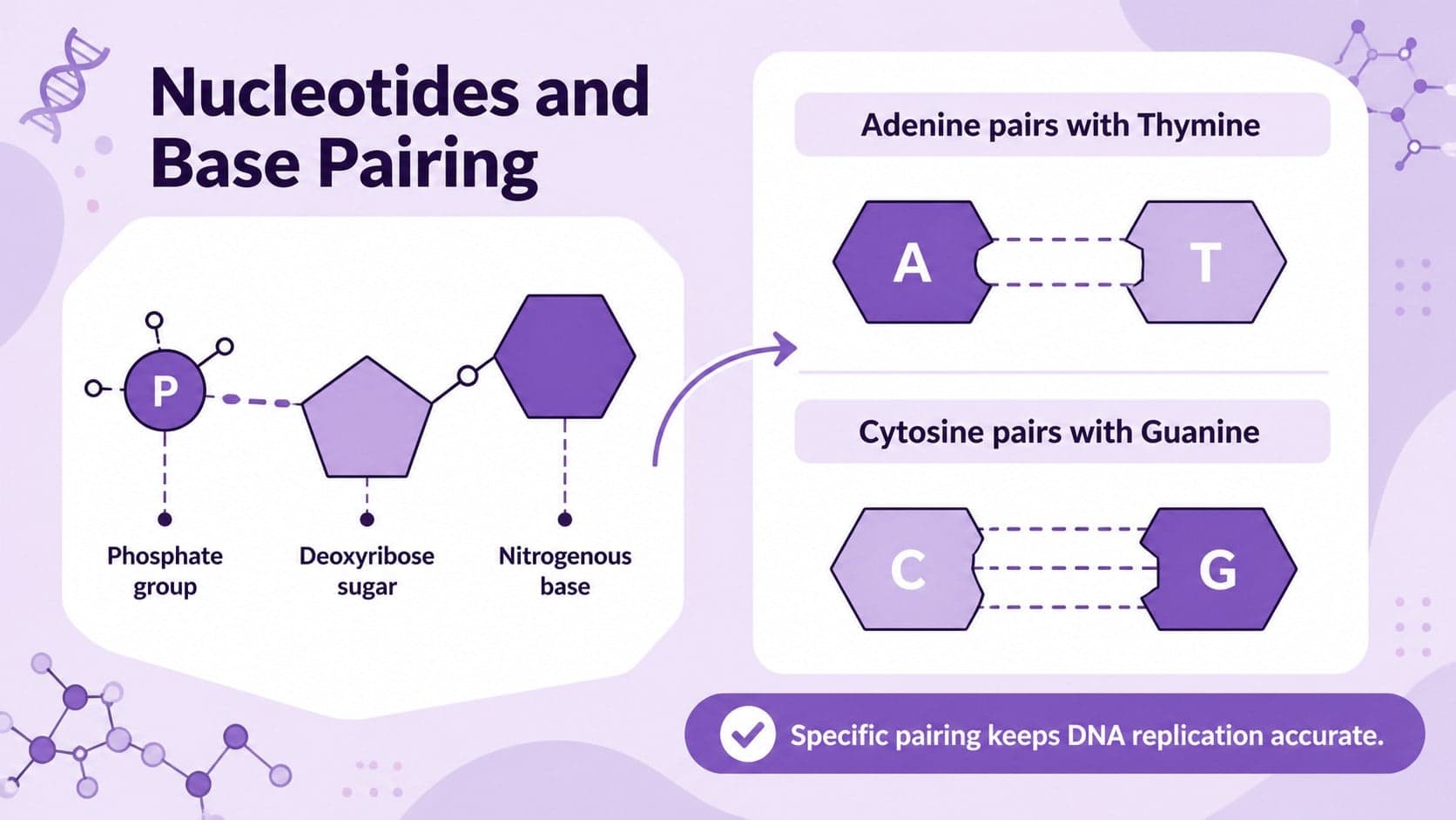 DNA base pairing classroom visual showing nucleotide components and the A-T and C-G pairing rules.