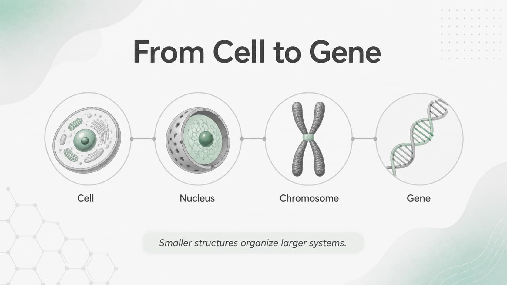 Genes and chromosomes presentation slide comparing genetic information from cell to chromosome.