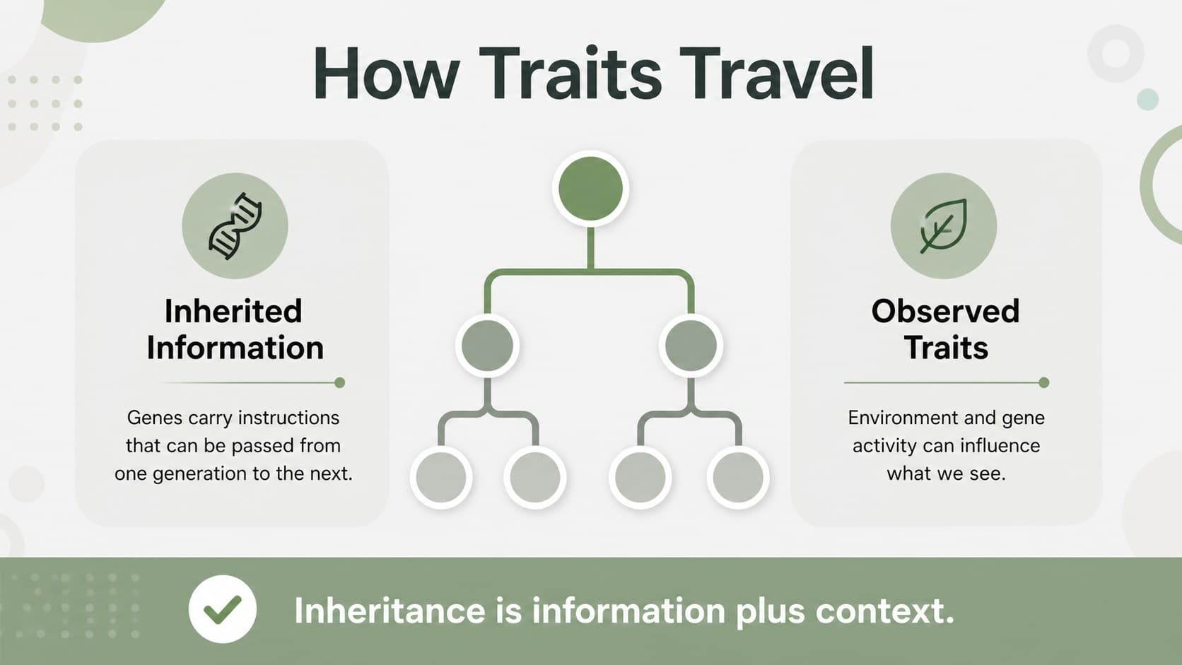 Heredity lesson slides explaining how traits can pass between generations with a clean visual diagram.