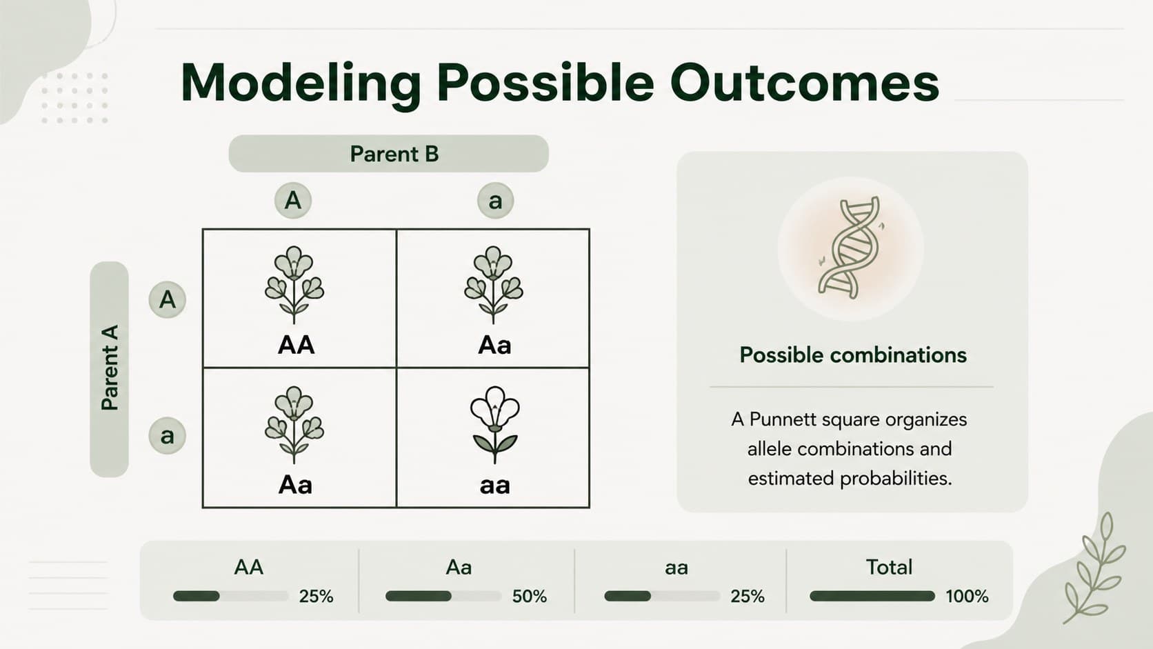 Genetics project presentation slide displaying a simple Punnett square and probability notes.