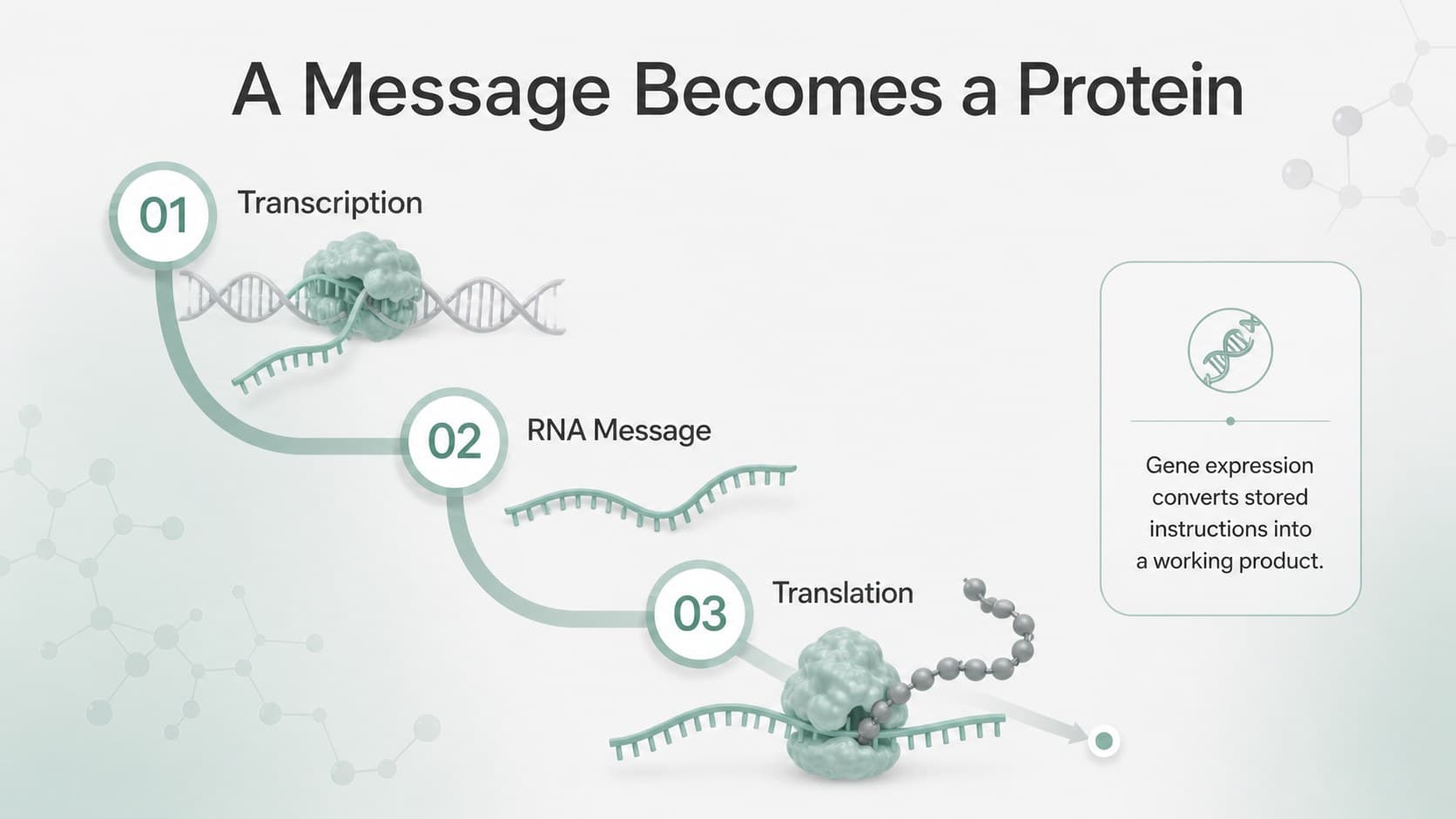 Life science classroom slides presenting a step-by-step overview of gene expression.