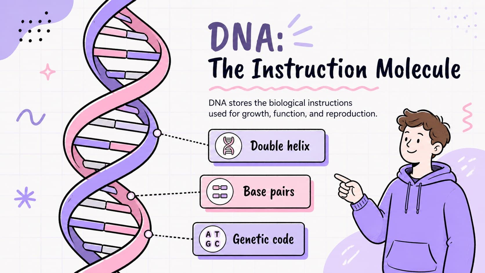 DNA structure lesson slide showing a labeled double helix, base pairs, and genetic information.