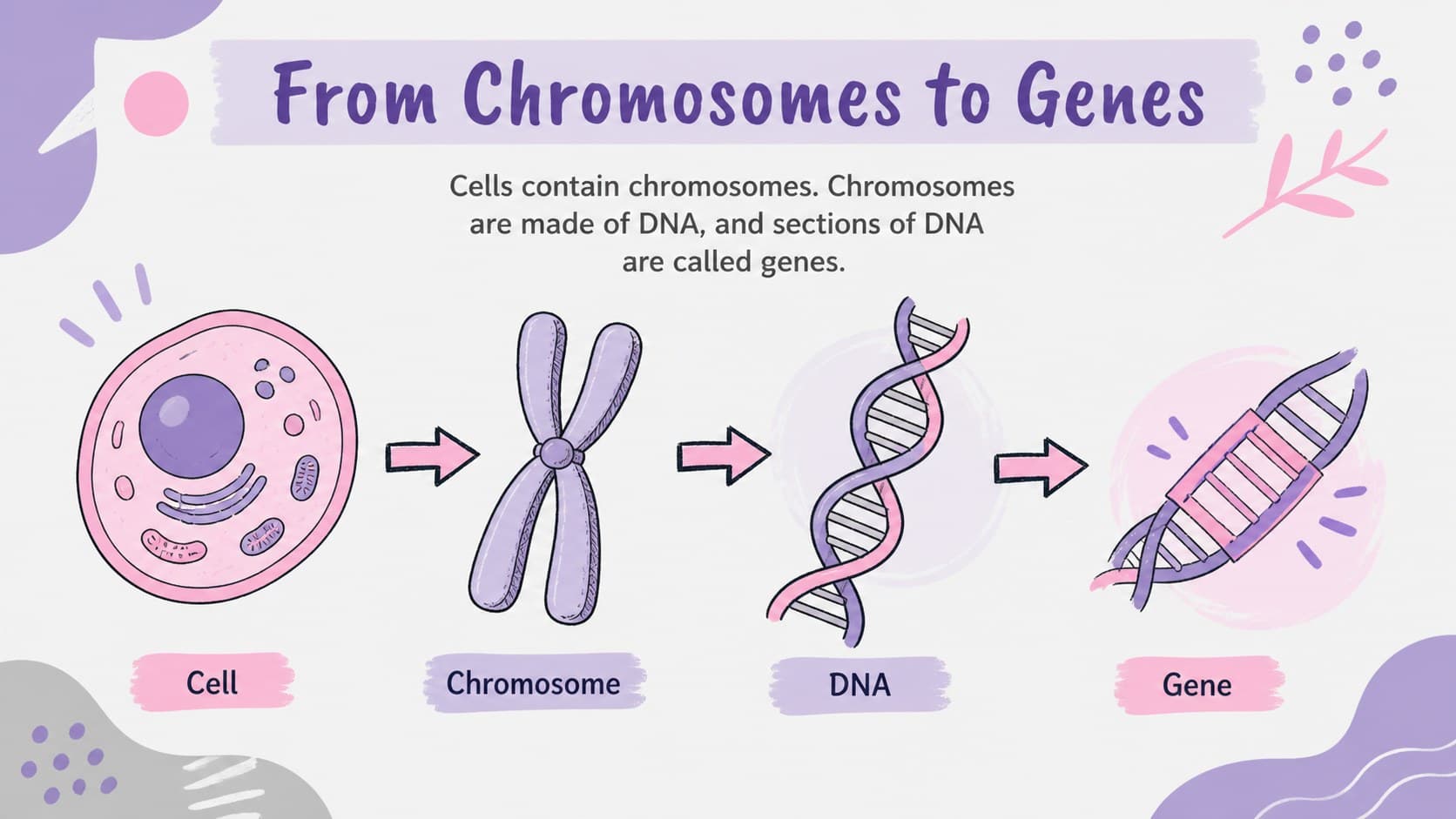 Chromosome, DNA, and gene relationship diagram for an introductory genetics classroom lesson.