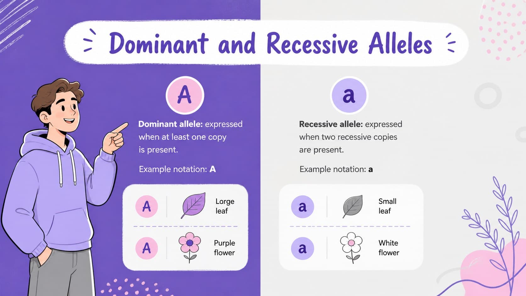 Dominant and recessive traits lesson slide comparing allele behavior with simple examples.