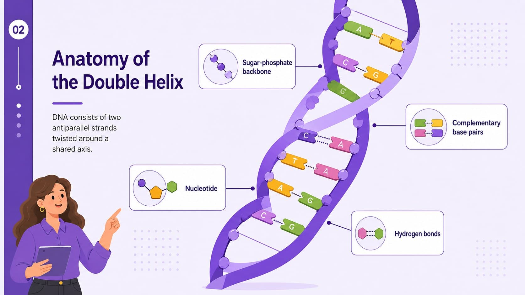 Purple DNA double helix teaching slide labeling the backbone, base pairs, nucleotides, and hydrogen bonds.