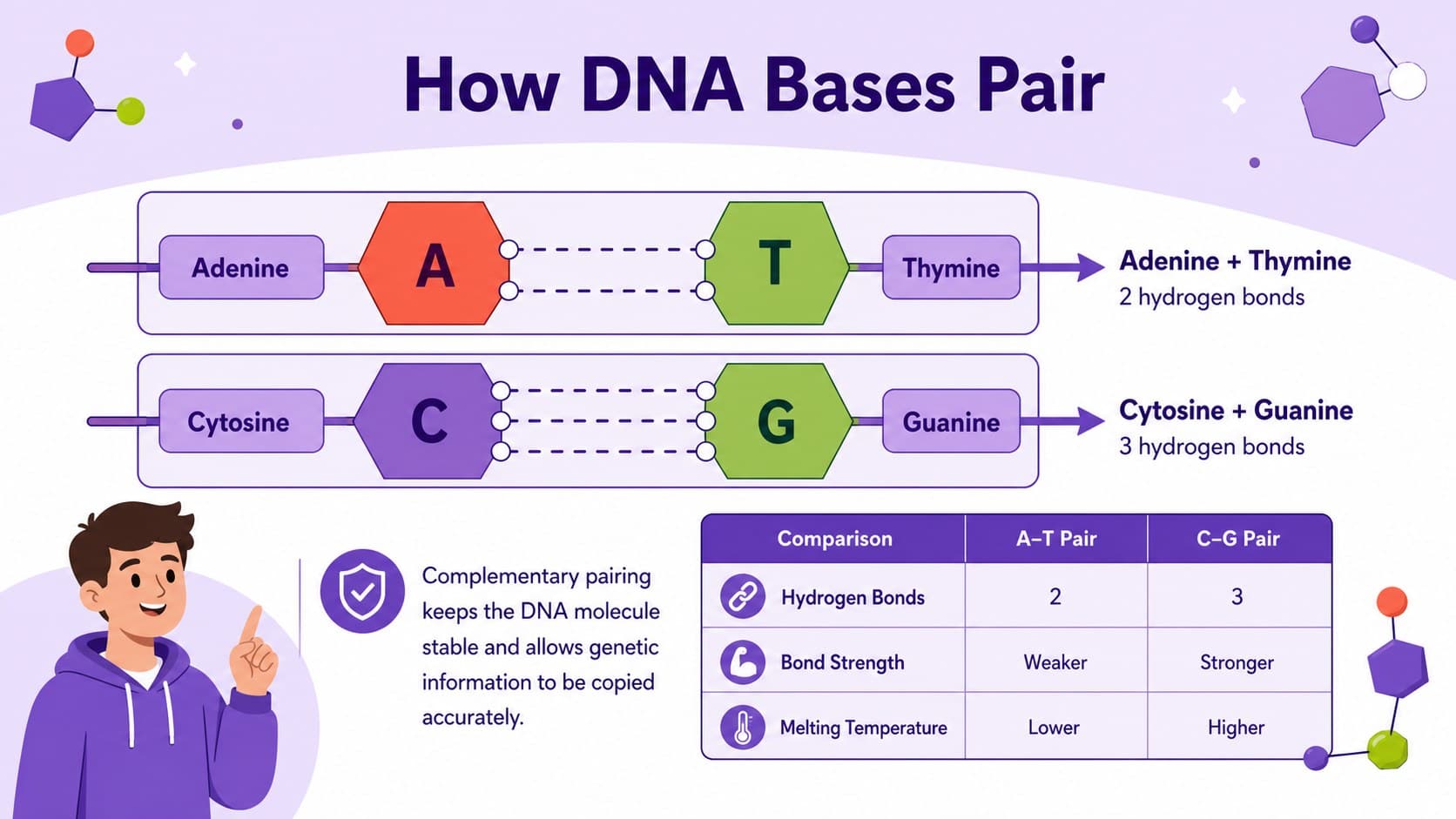 Nucleotide base pairing diagram showing adenine with thymine and cytosine with guanine in a purple biology infographic.