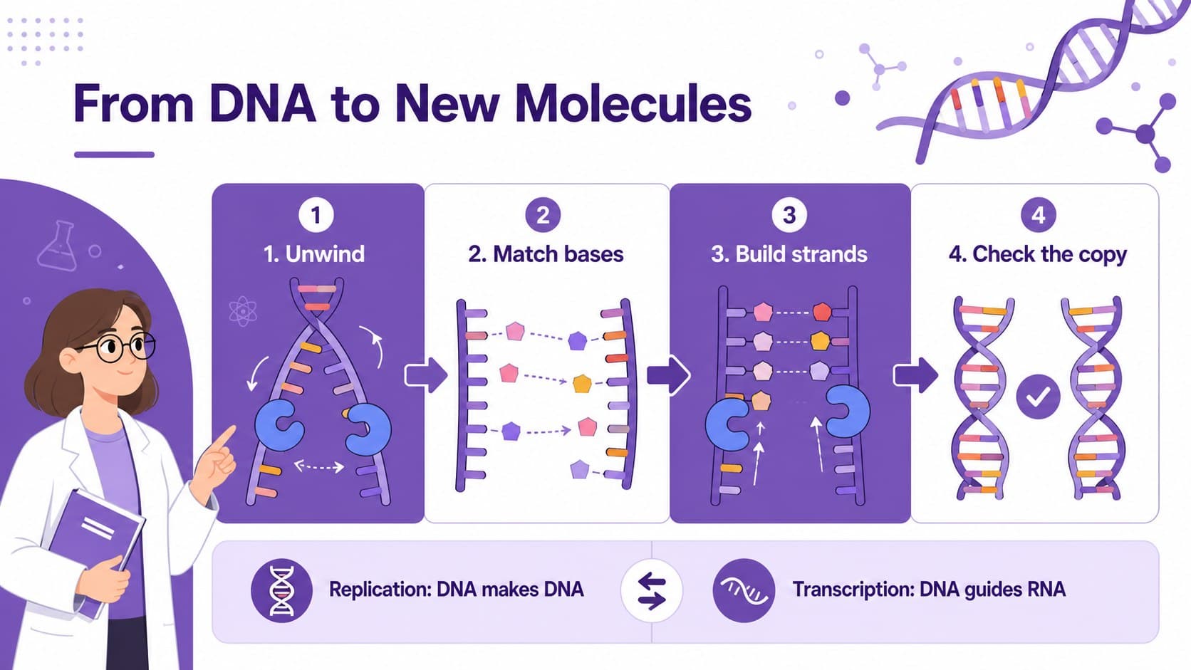 DNA replication and transcription classroom visual with a four-step process flow in purple flat infographic styling.