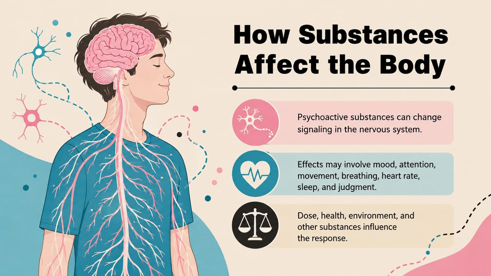 Drug effects on brain and body slide illustrating communication between the nervous system and major organs.
