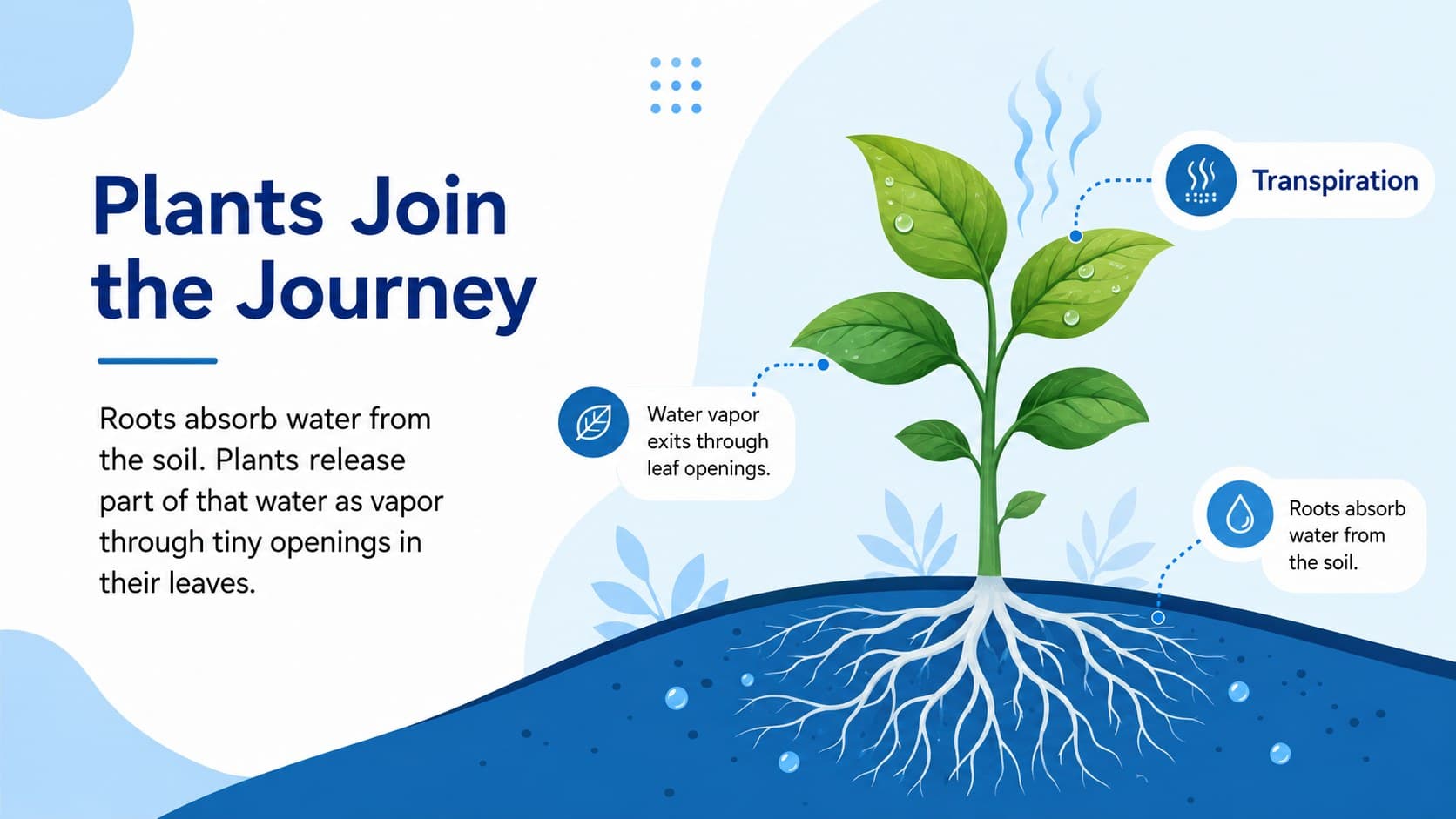 Transpiration slide showing how plant roots and leaves contribute water vapor to the atmosphere.