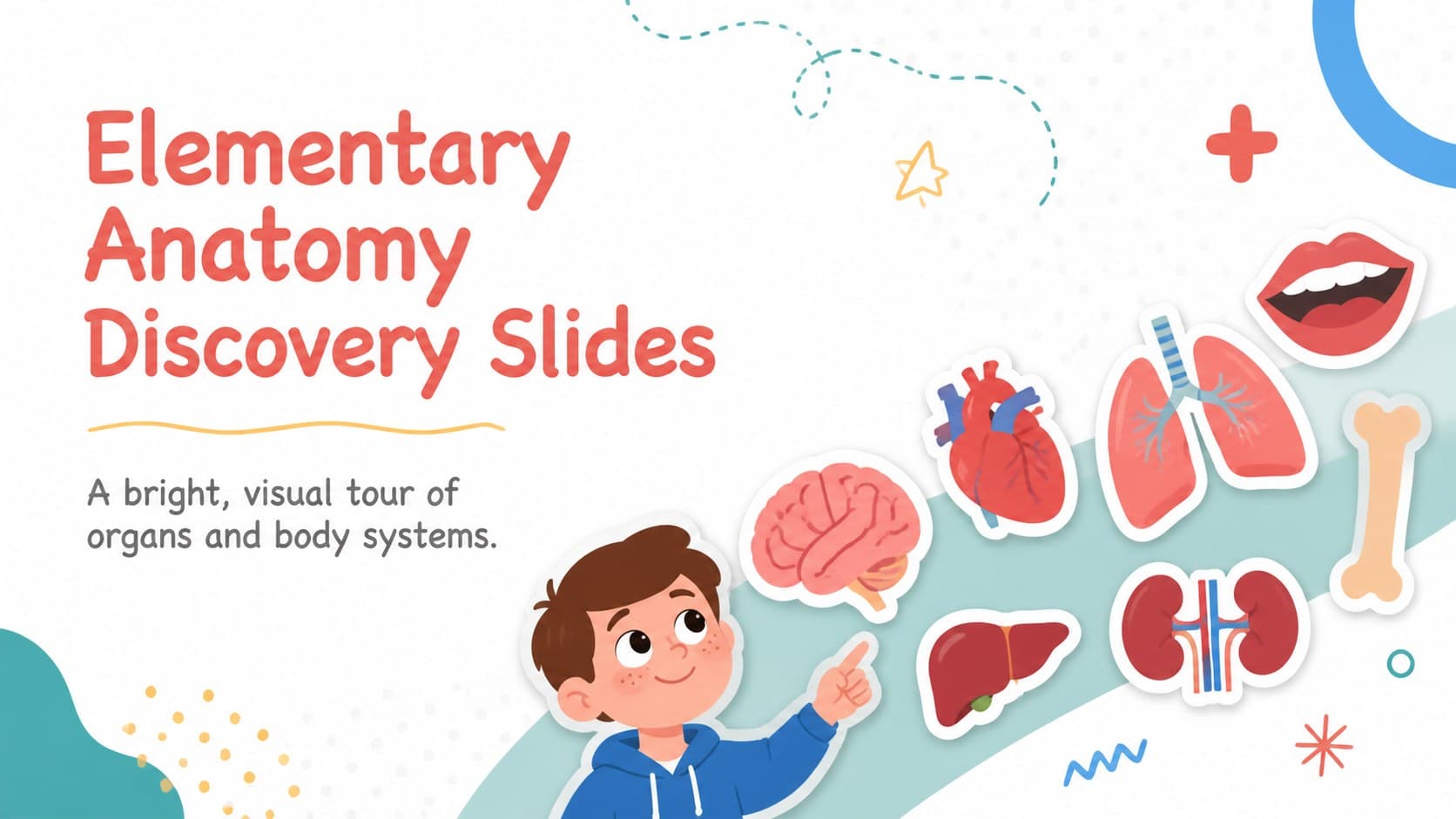 Cover of the Elementary Anatomy Discovery Slides with colorful organ illustrations on a clean white and red background.