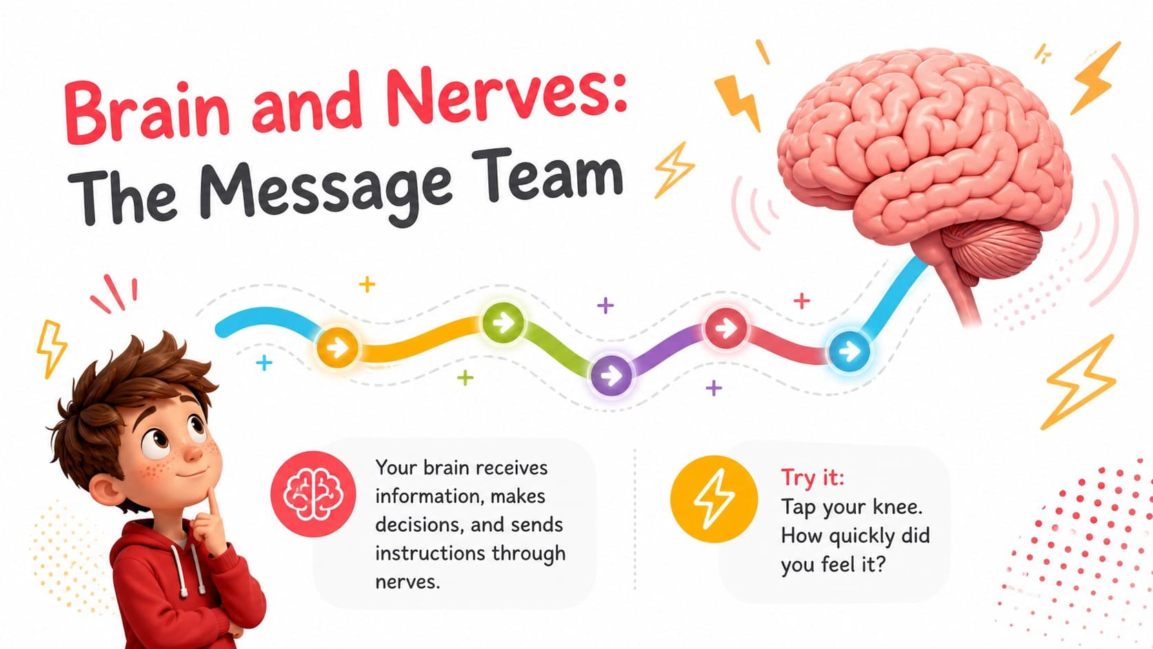 Creative anatomy slide for kids explaining how the brain and nerves send messages through the body.