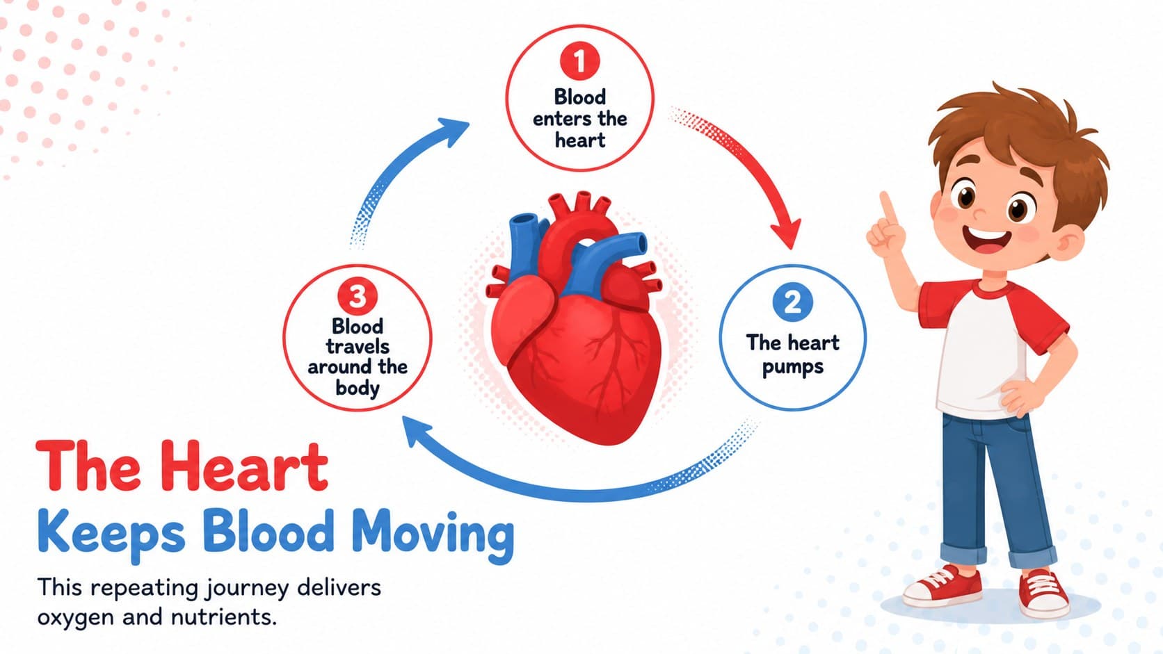 Human organs presentation for children showing the heart, blood vessels, and circulation sequence.