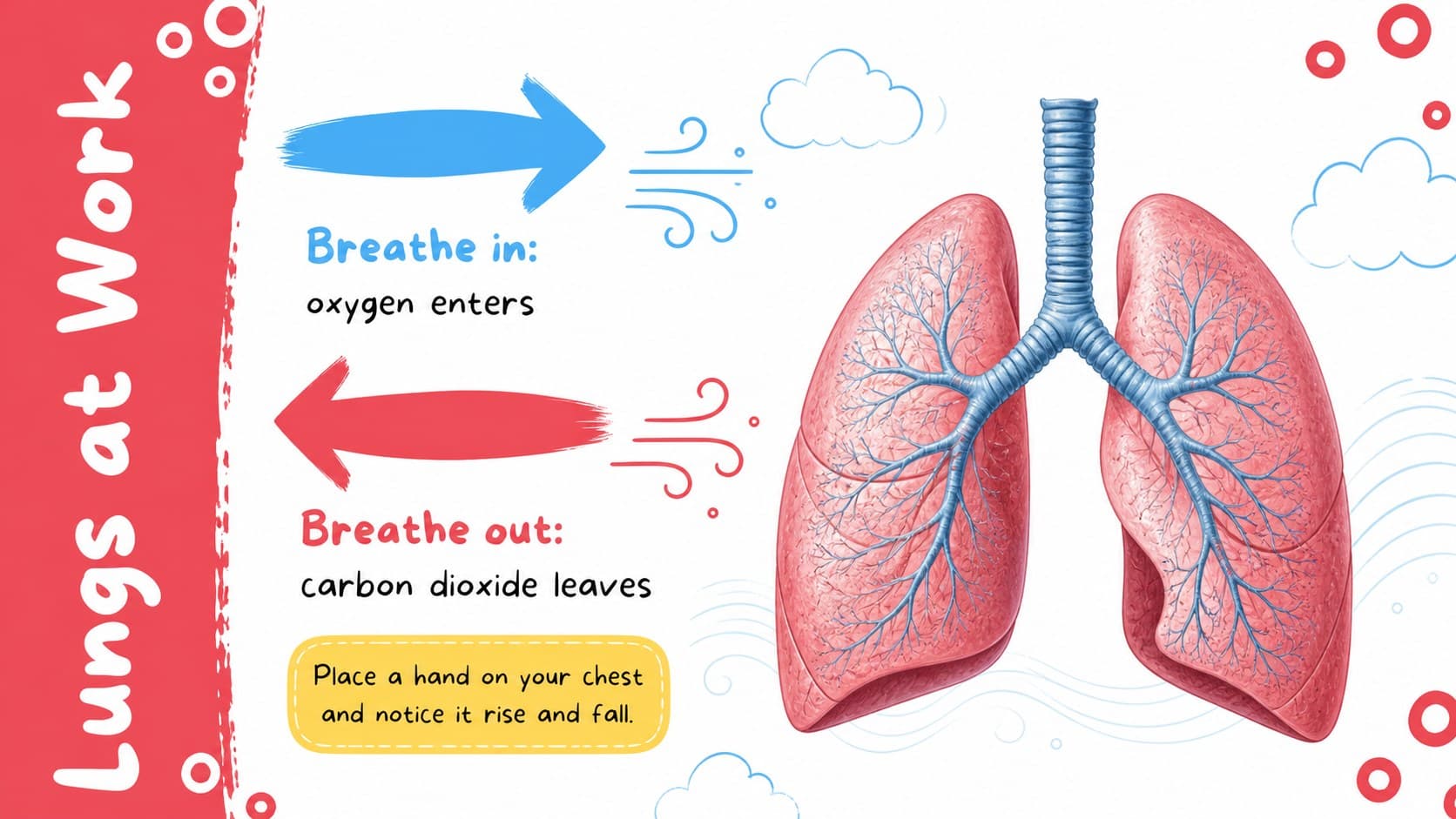 Elementary human body lesson slide illustrating how the lungs take in oxygen and release carbon dioxide.