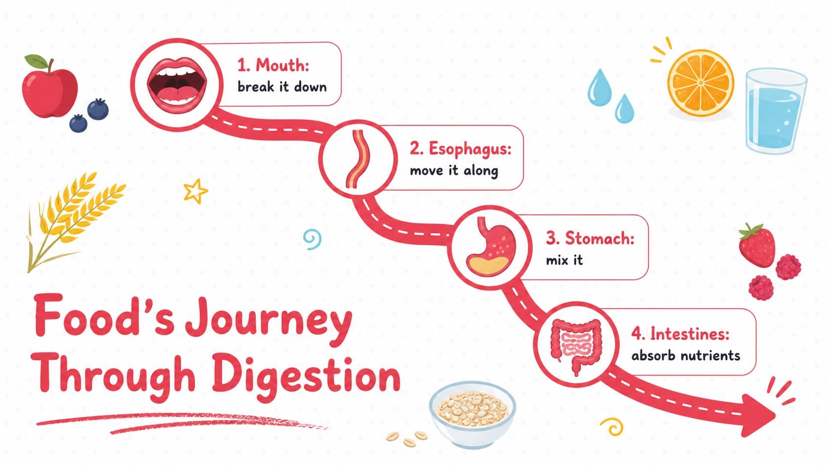 Body systems classroom activity slide tracing food through the mouth, stomach, and intestines.