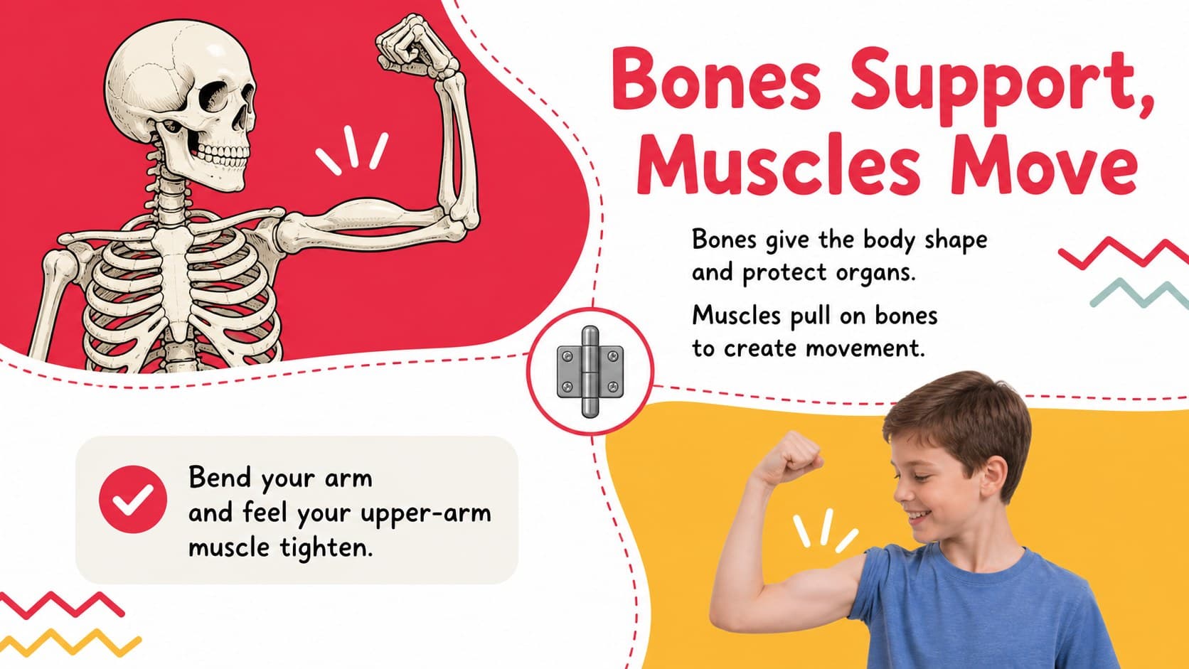 Primary school anatomy lesson deck slide comparing the support and movement roles of bones and muscles.
