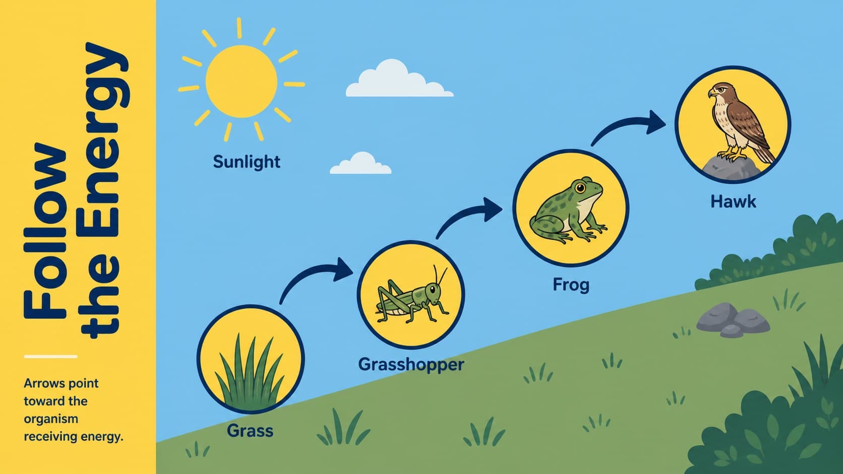 Ecosystem energy flow presentation diagram tracing sunlight through grass, grasshopper, frog, and hawk.