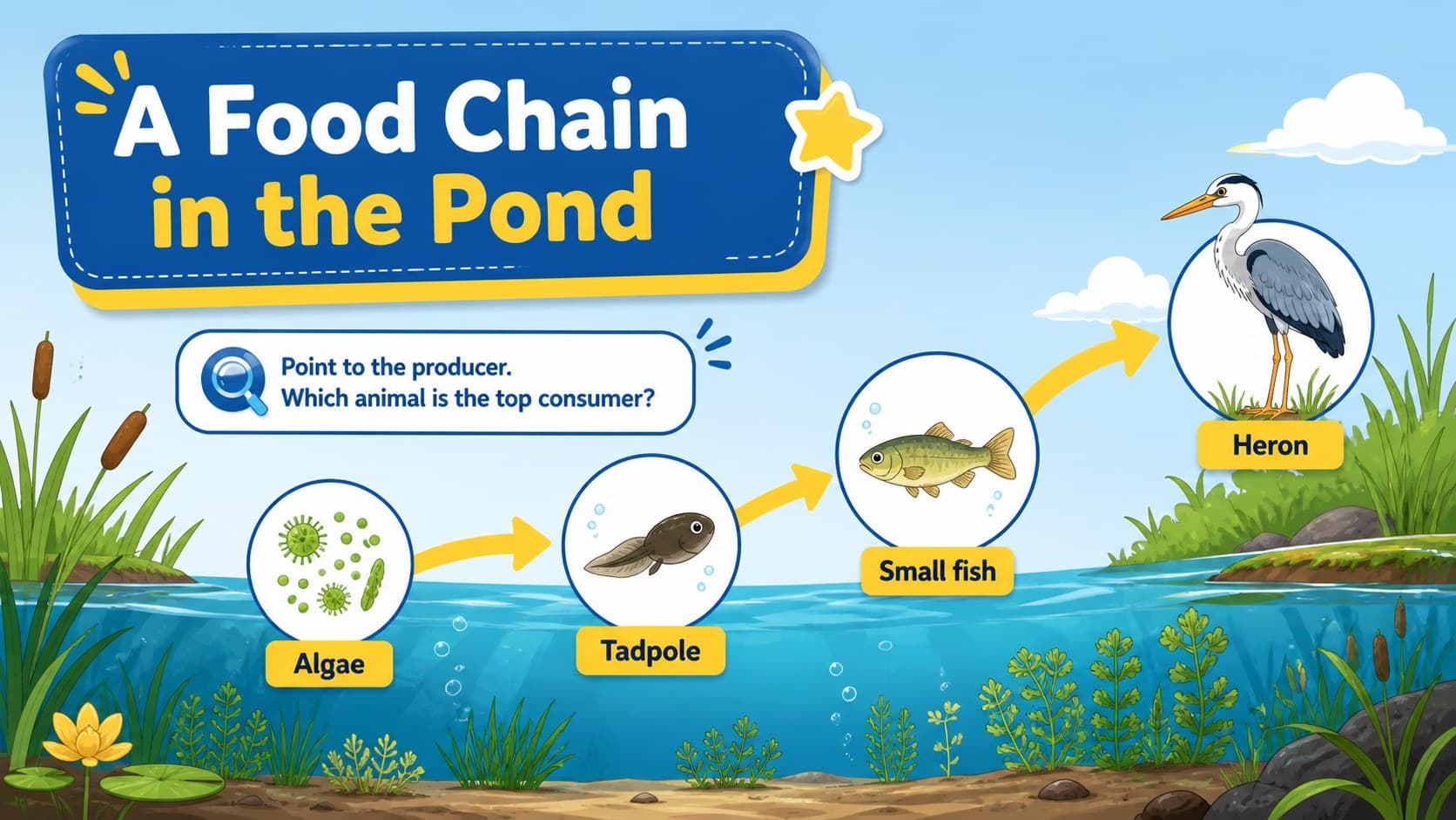 Pond food chain activity showing algae, a tadpole, fish, and heron connected by energy arrows.