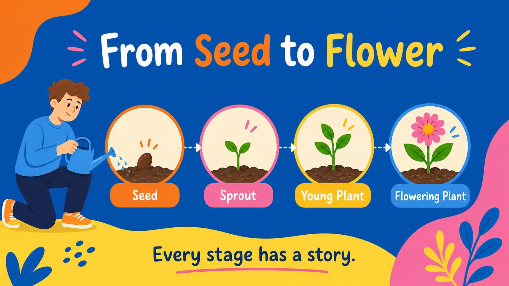 Colorful plant growth lesson presentation slide showing the stages from seed to flowering plant.