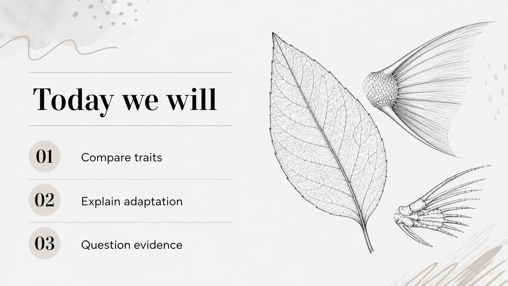 Evolution Day classroom slides introducing learning goals with clean biology sketches and editable lesson text.
