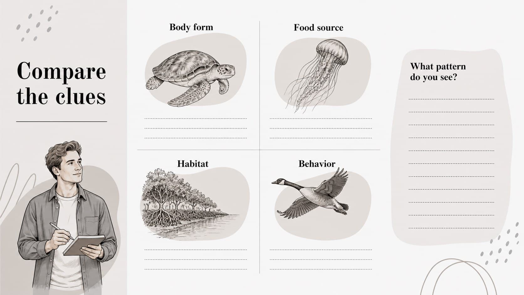 Evolution lesson slide comparing species traits in a structured grey and white biology worksheet design.