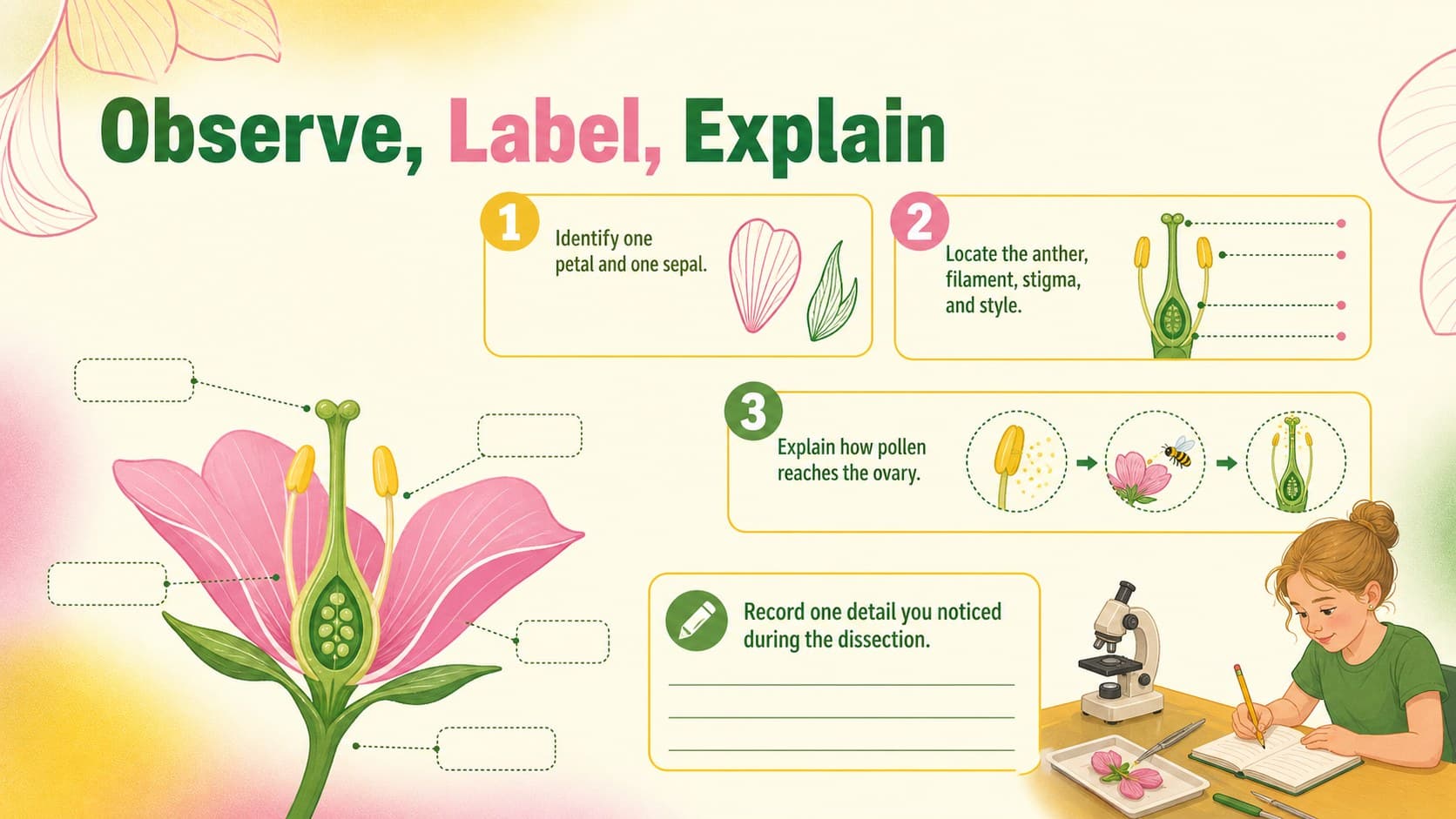 Editable flower diagram for students with numbered observation prompts for a classroom dissection activity.