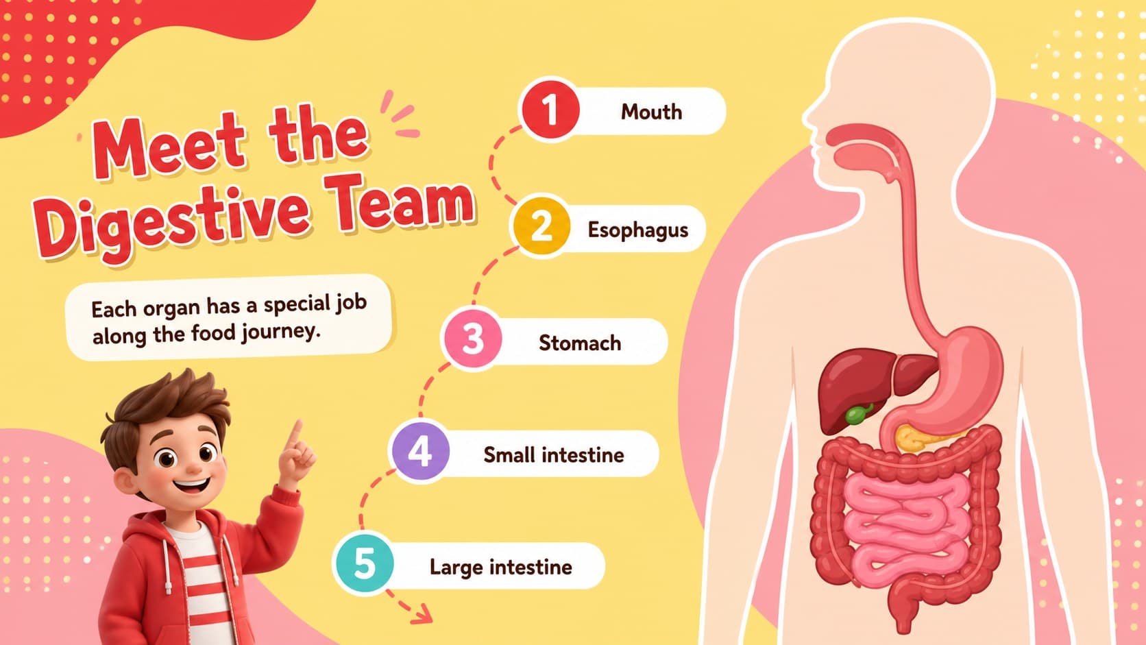 Food journey through the body slide showing the major digestive organs in sequence.
