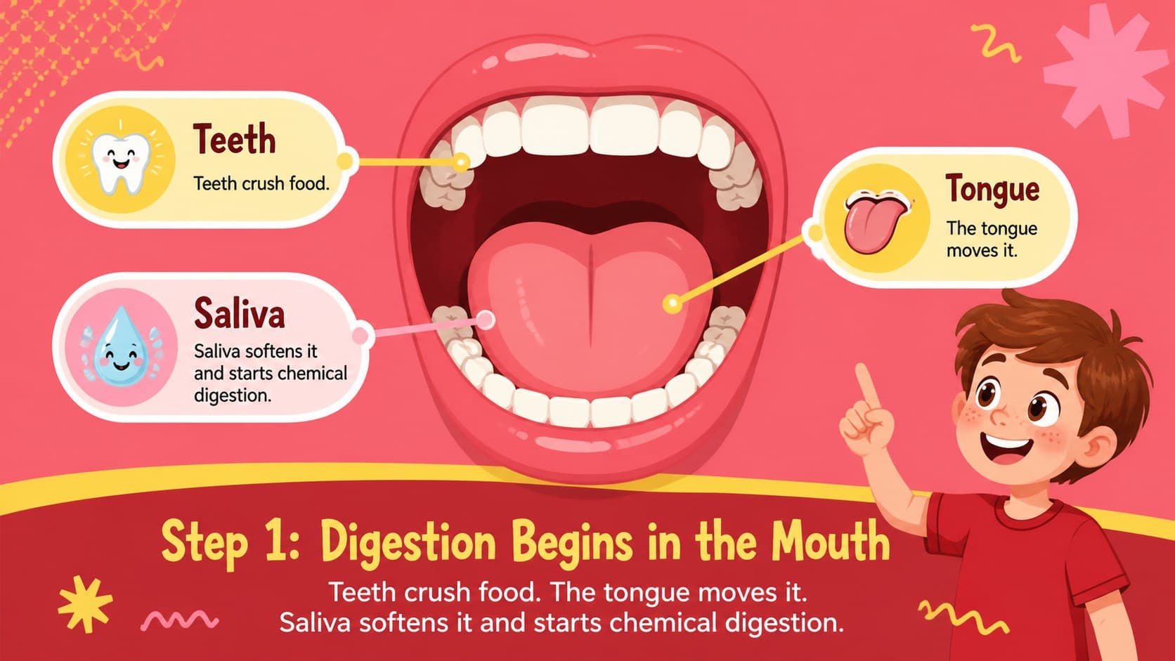 Kid-friendly digestion slide explaining how teeth, tongue, and saliva begin breaking down food.