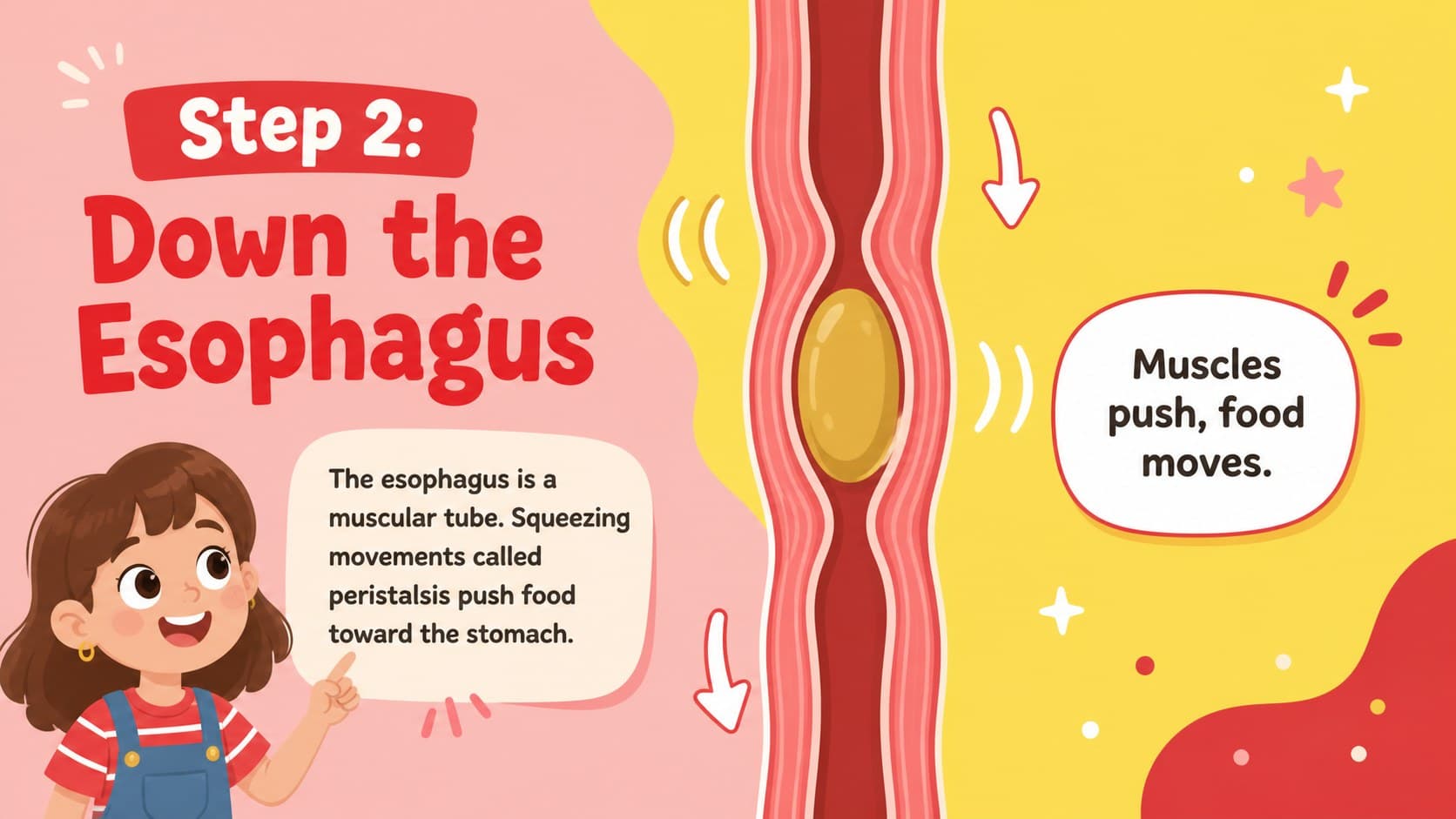 Grade 4 human body slide explaining how food moves through the esophagus.