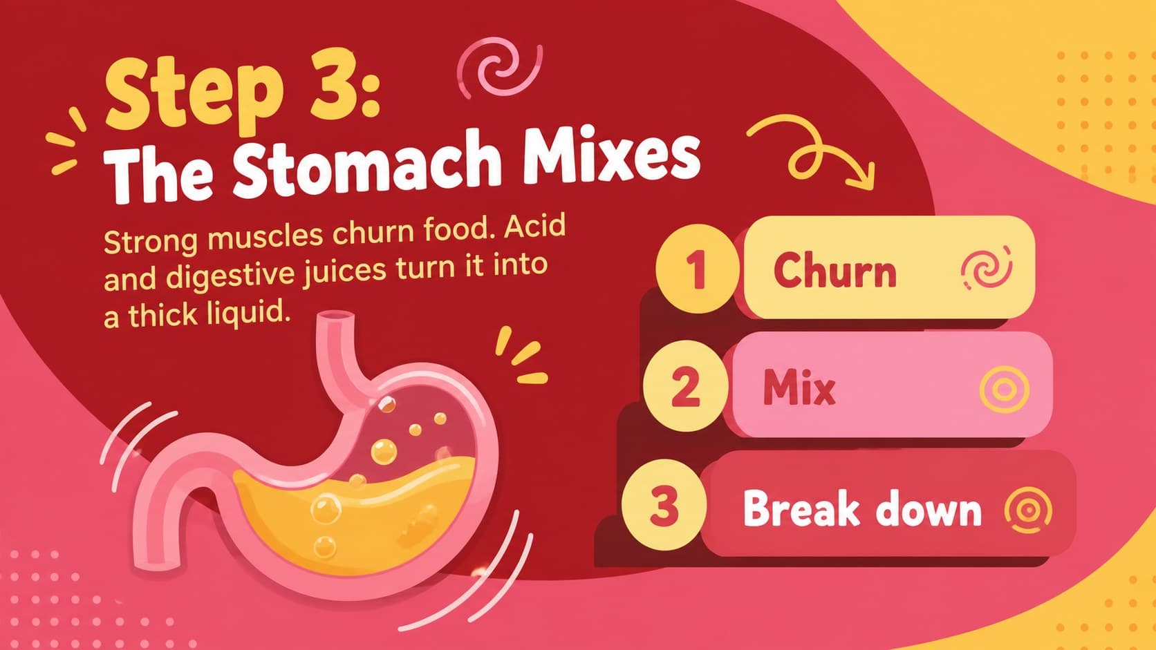 Colorful stomach lesson slide describing mixing, acid, and digestive juices for fourth graders.