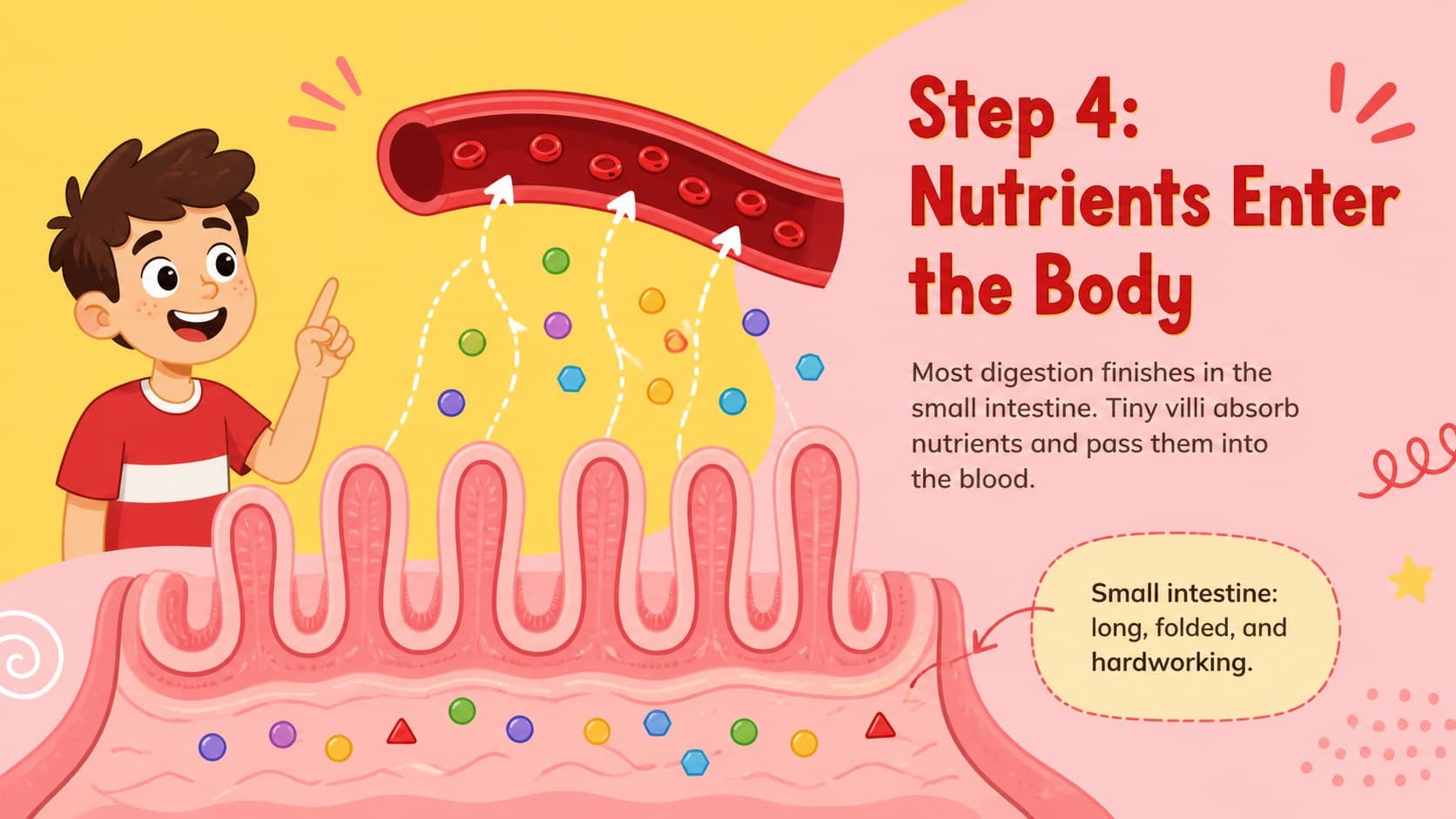 Digestive organs classroom slide showing nutrient absorption in the small intestine.