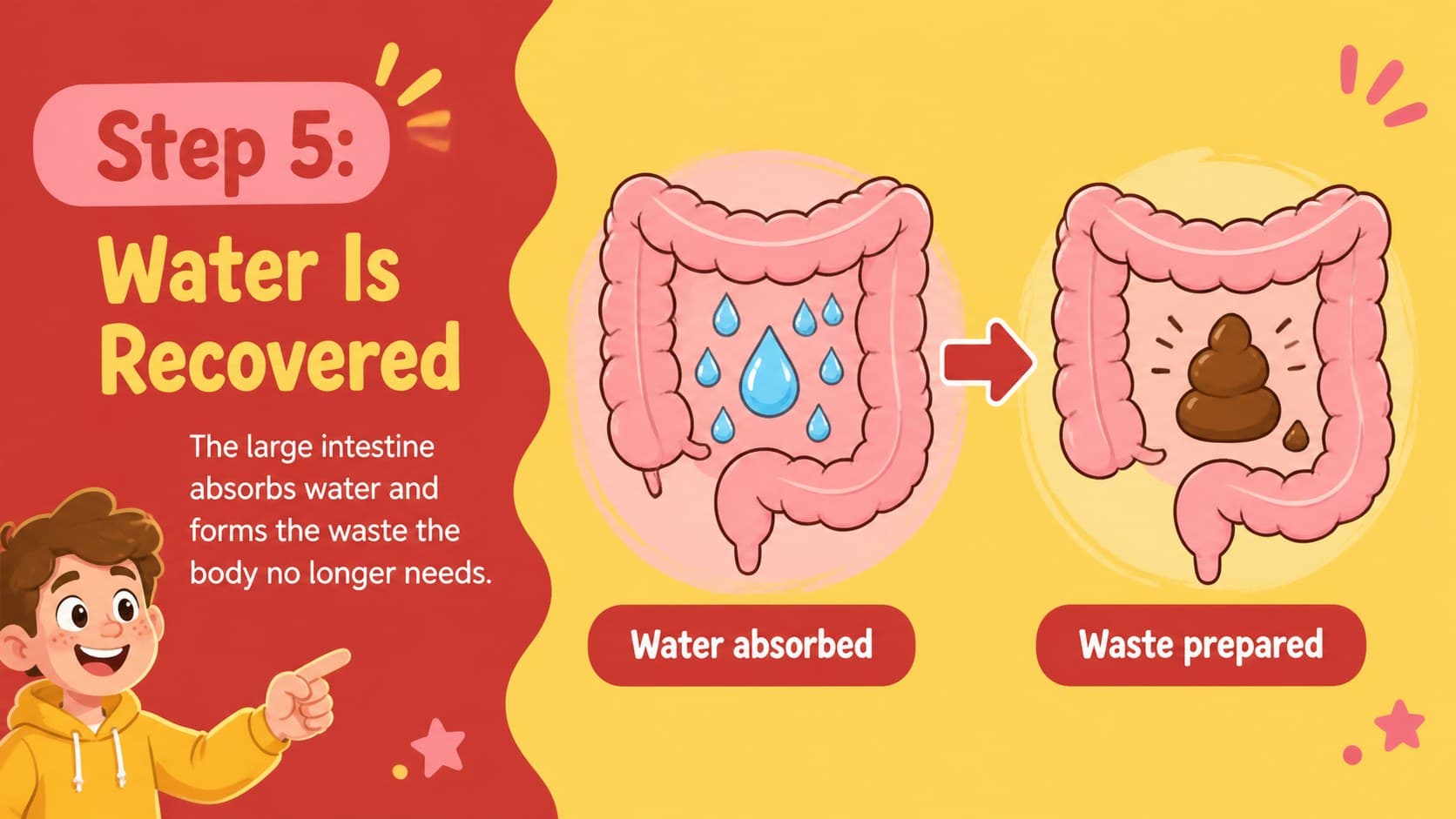 Elementary anatomy presentation slide explaining water absorption in the large intestine.