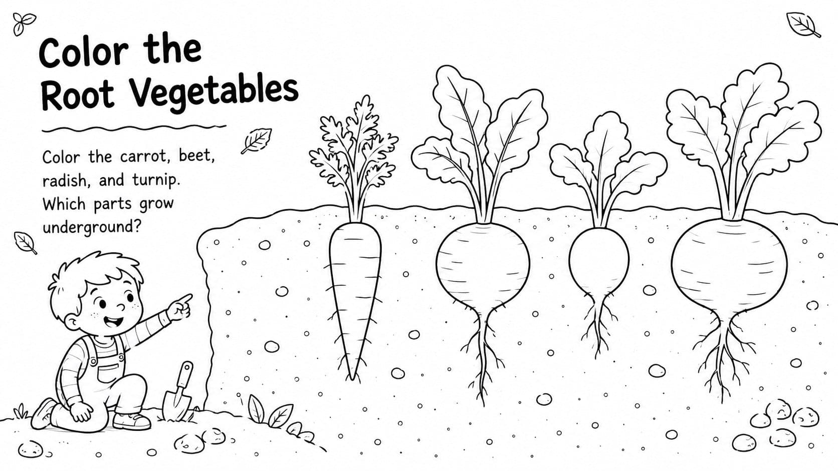 Root vegetable coloring worksheet with carrot, beet, radish, and turnip line drawings.