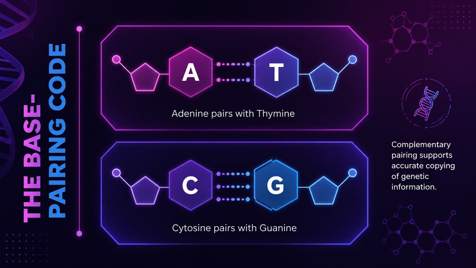 DNA education slide comparing adenine, thymine, cytosine, and guanine base-pairing rules.