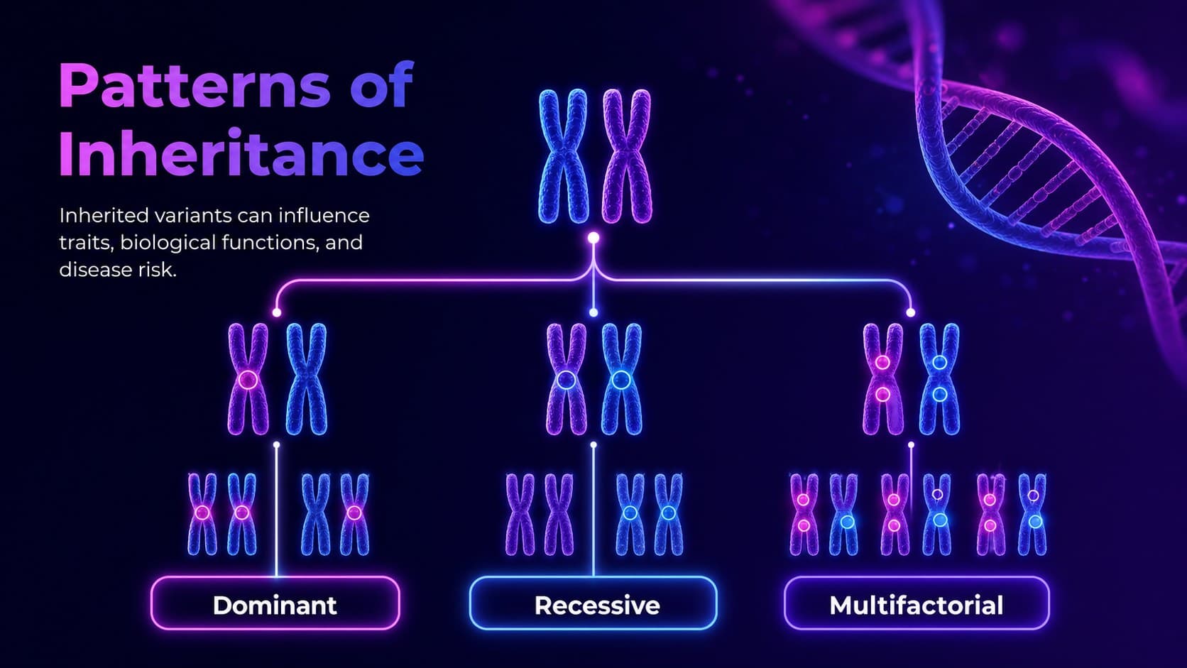 Genetic inheritance presentation slide visualizing how biological information passes between generations.