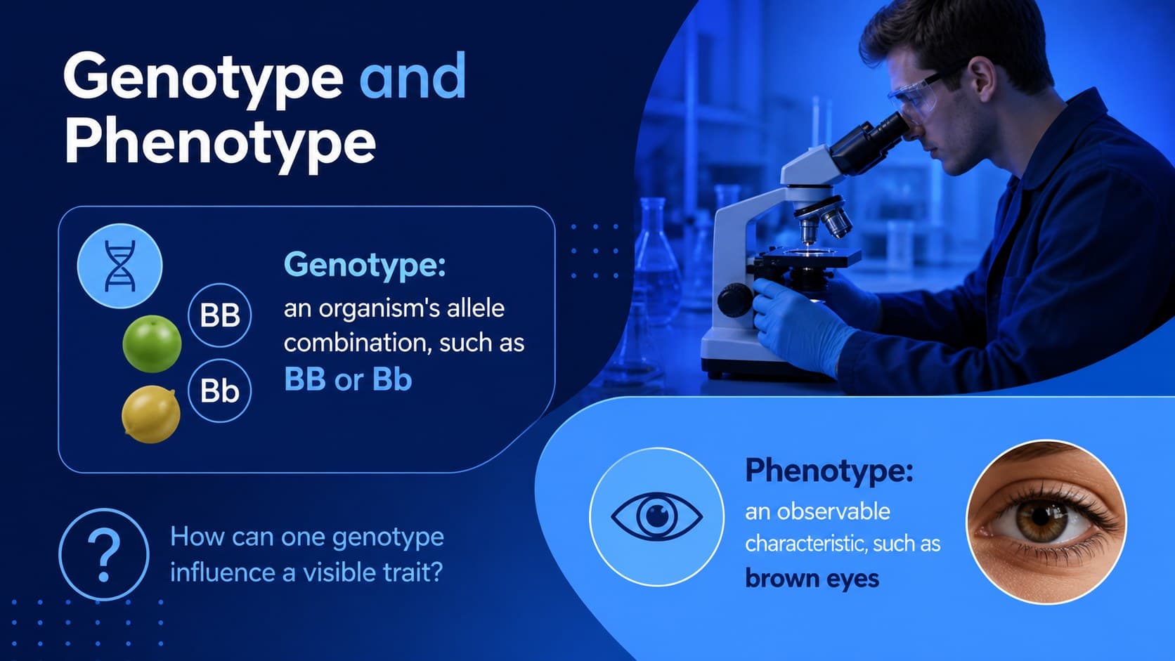 Genotype and phenotype comparison slide for a classroom genetics lesson.