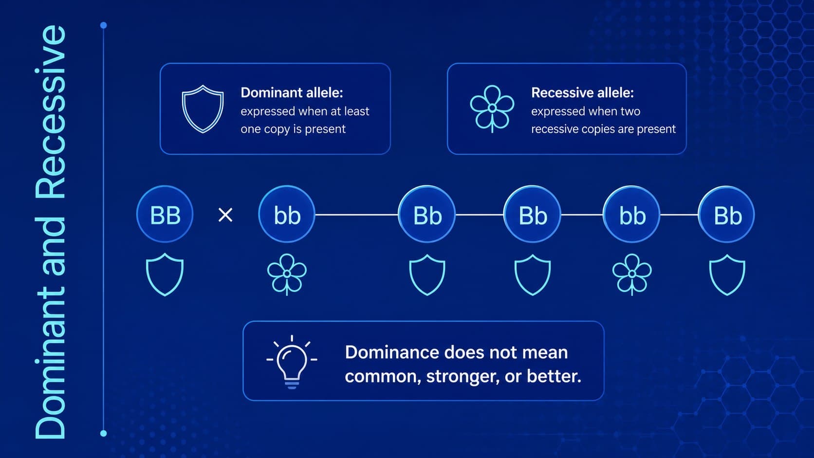 Dominant and recessive allele definitions displayed in a modern blue biology layout.
