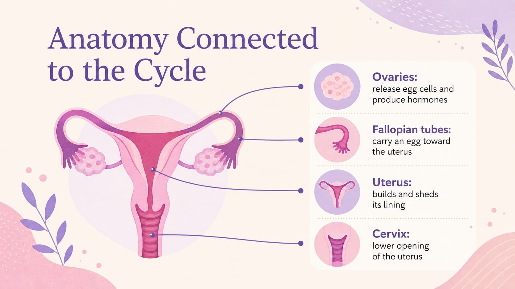 Reproductive anatomy teaching slide with a simplified labeled diagram for high school health education.