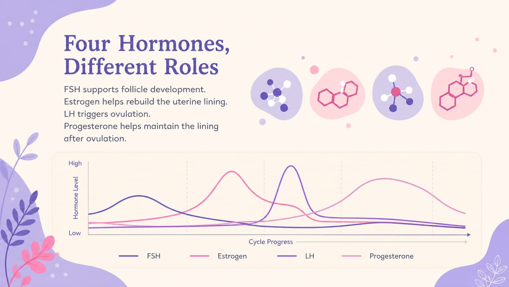 Hormone phases biology slide comparing FSH, LH, estrogen, and progesterone across the cycle.