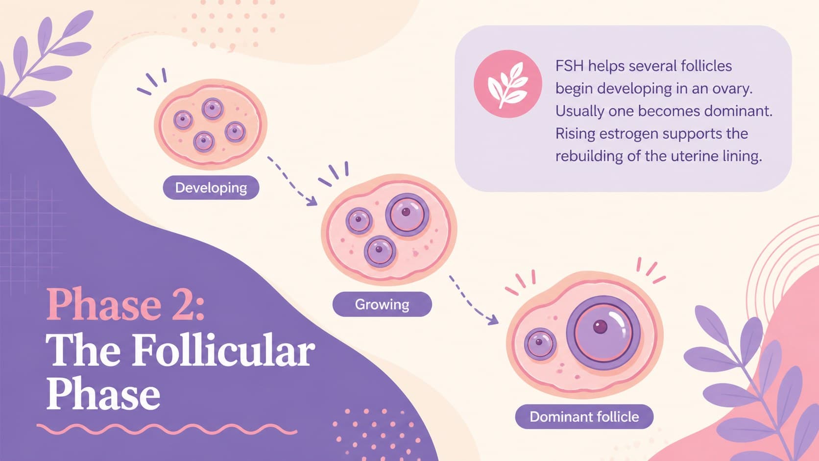 Follicular phase slide showing follicle development and rebuilding of the uterine lining.