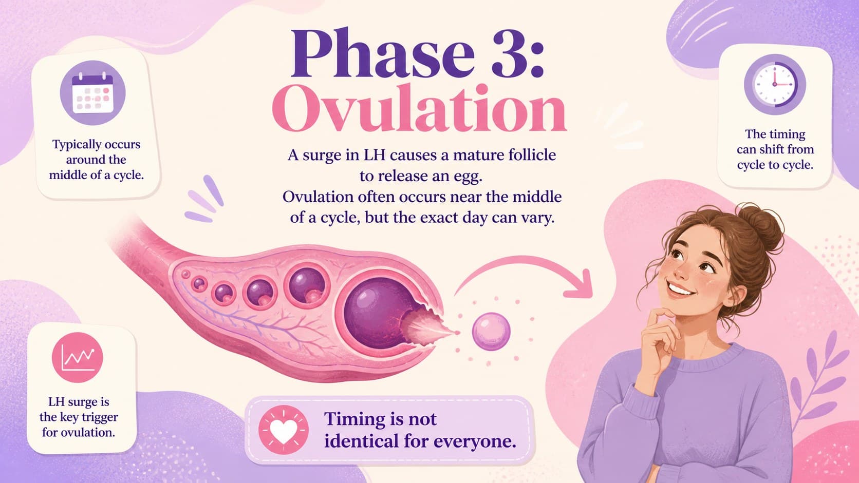 Ovulation lesson slide illustrating the release of an egg around the middle of a cycle.