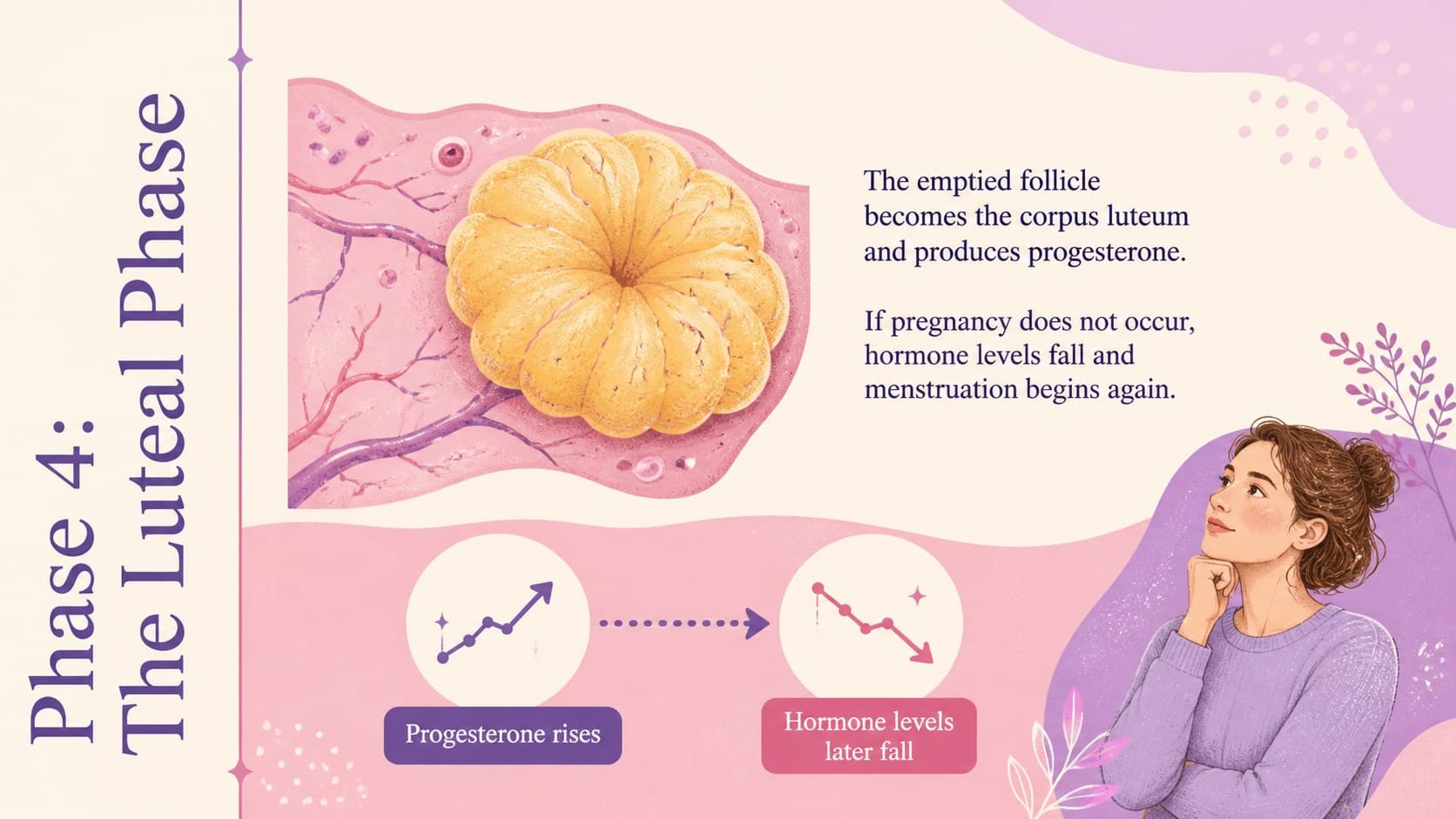 Luteal phase teaching slide describing progesterone and changes in the uterine lining.