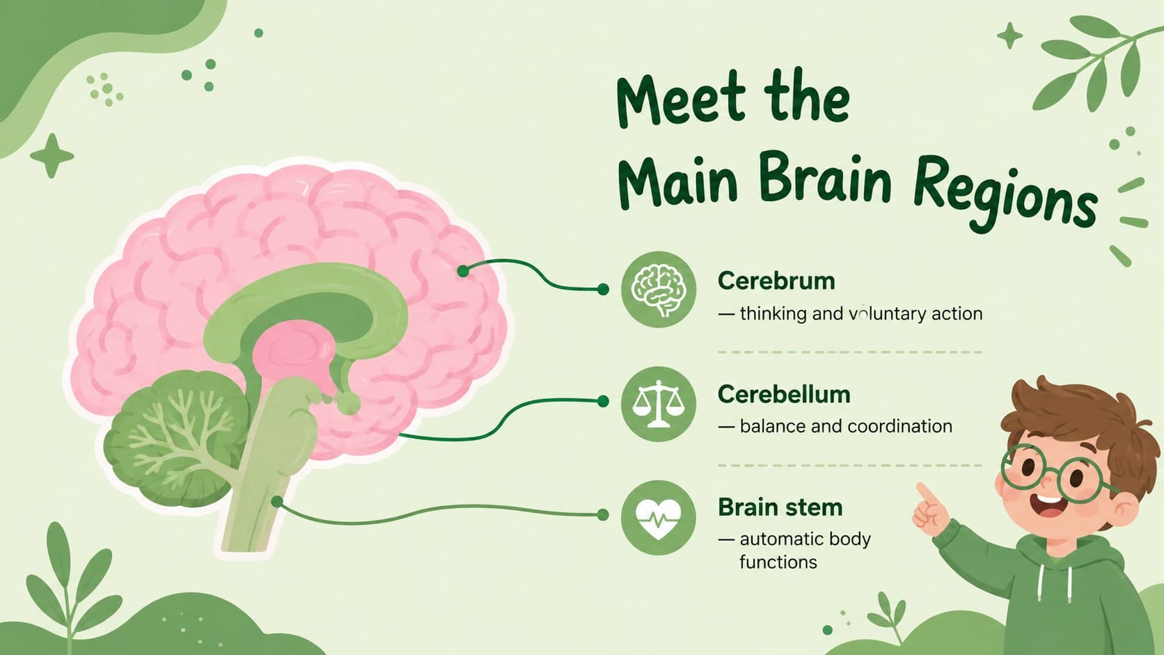 Illustrated brain anatomy presentation template slide labeling the cerebrum, cerebellum, and brain stem.
