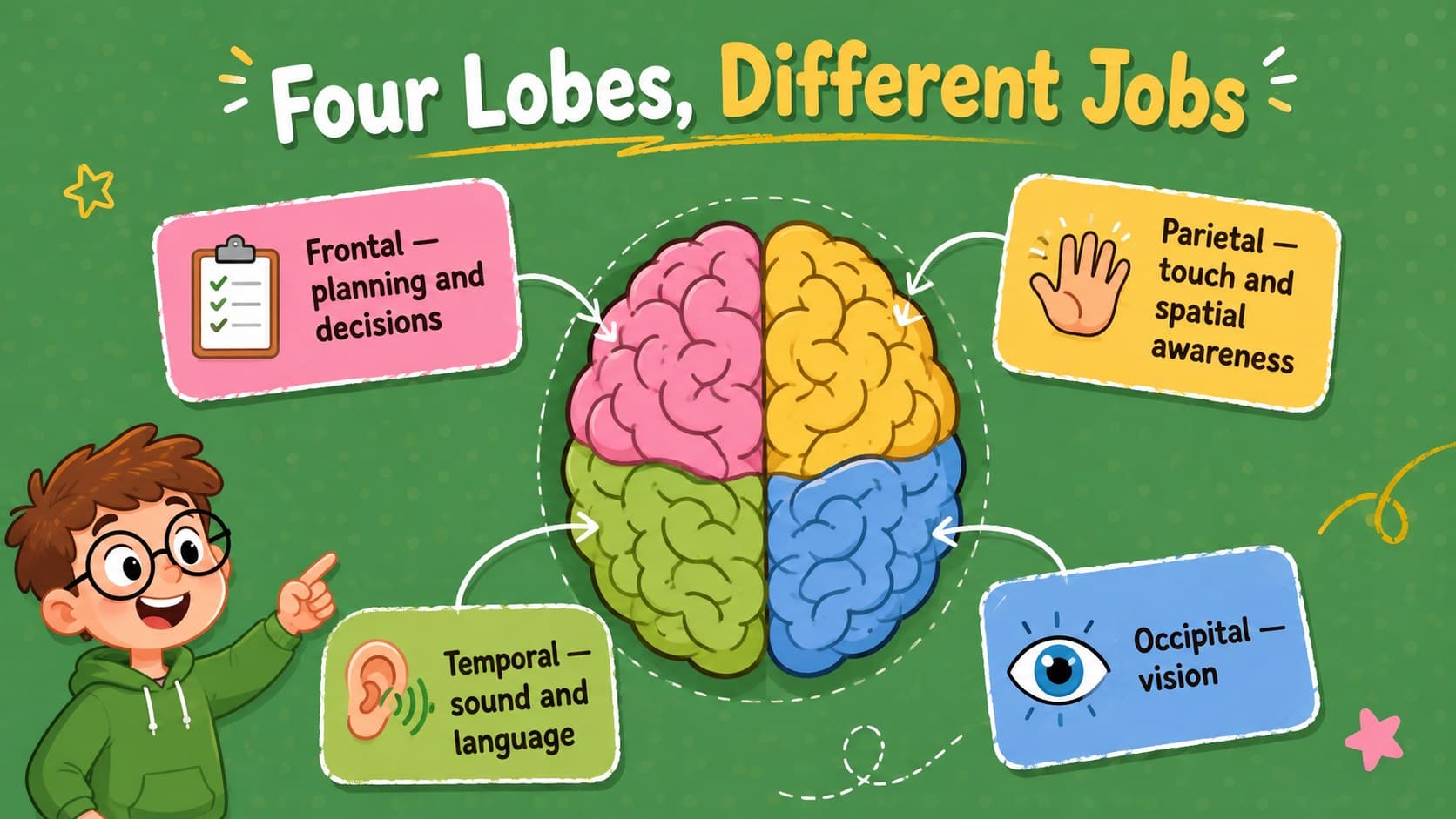 Brain functions teaching presentation slide mapping the four cerebral lobes with colorful green illustrations.