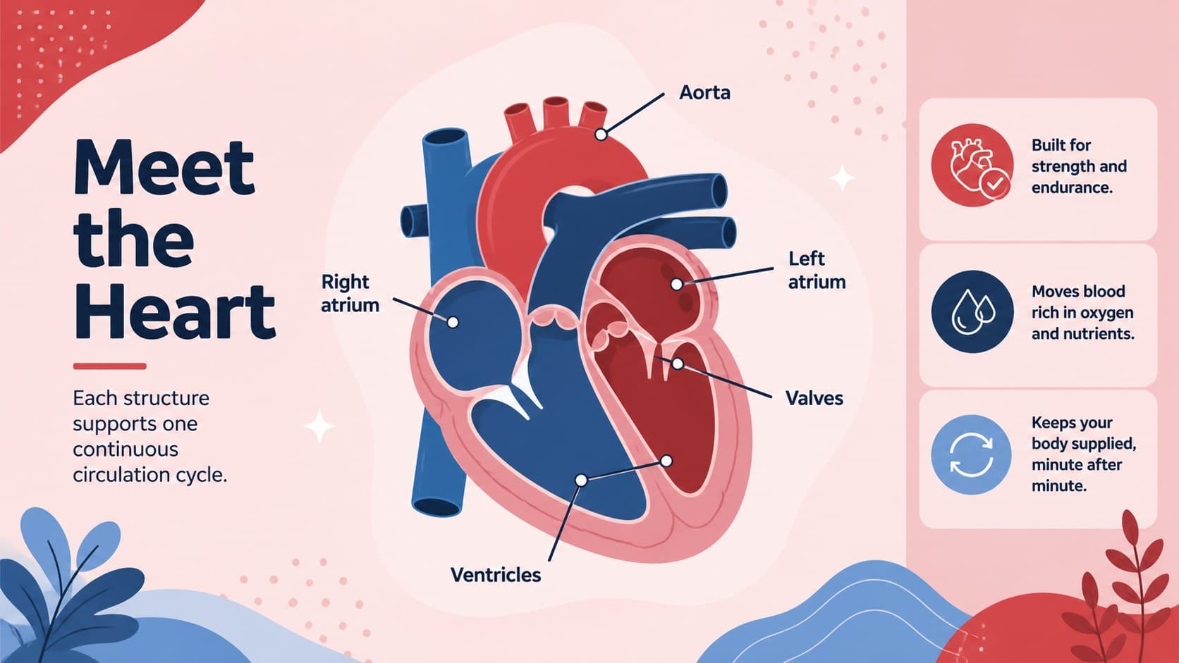 Educational anatomy slide showing a labeled heart diagram and key structures for a heart anatomy poster for students.