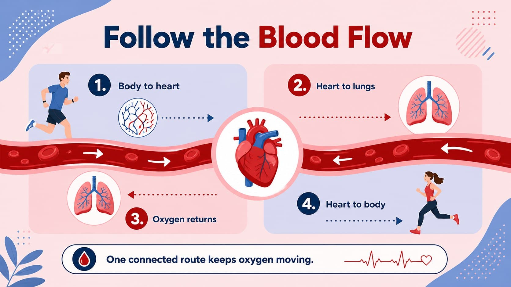 Colorful blood circulation lesson slide explaining the heart blood flow teaching aid with directional arrows and concise labels.